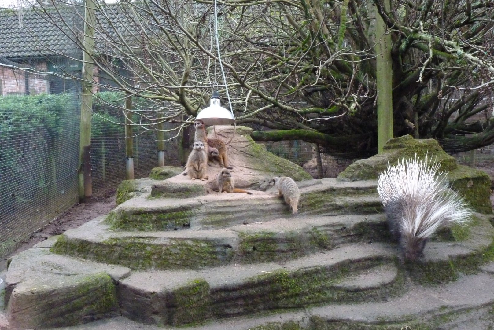 Crested Porcupine and Meerkats, December 2016