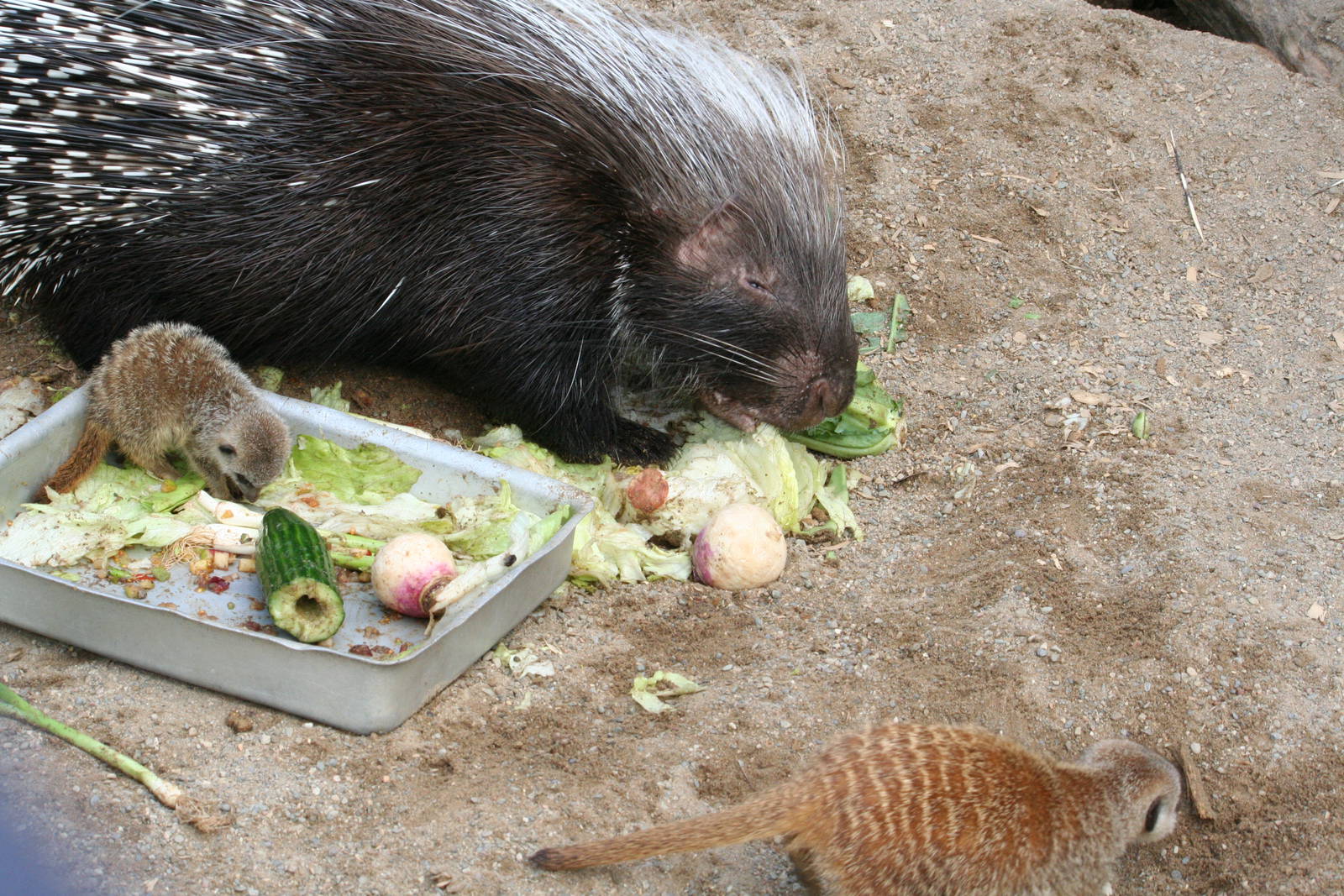 Crested porcupine and meerkats