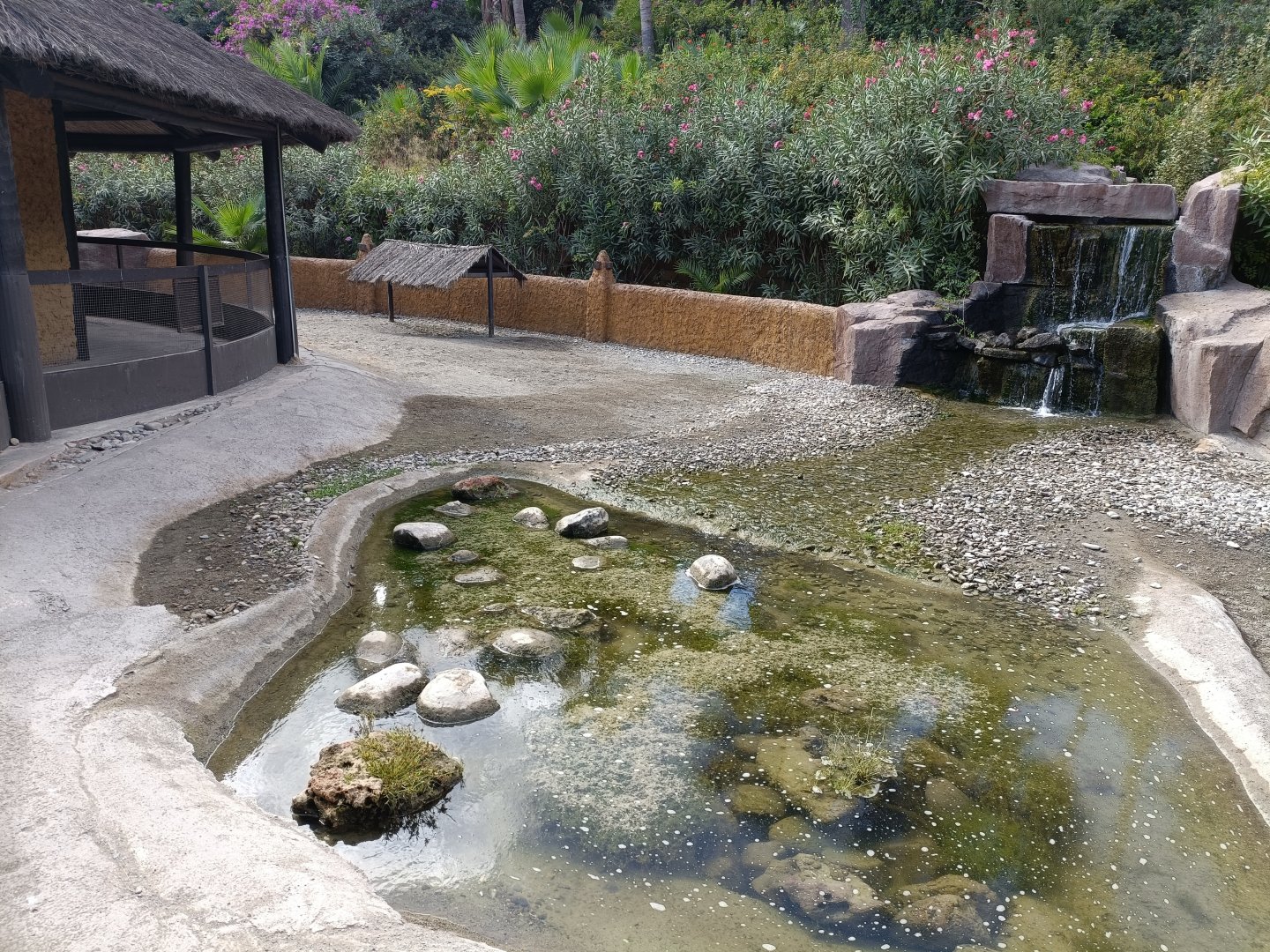 Crested porcupine and sulcata tortoise exhibit - Crocodile park Torremolinos
