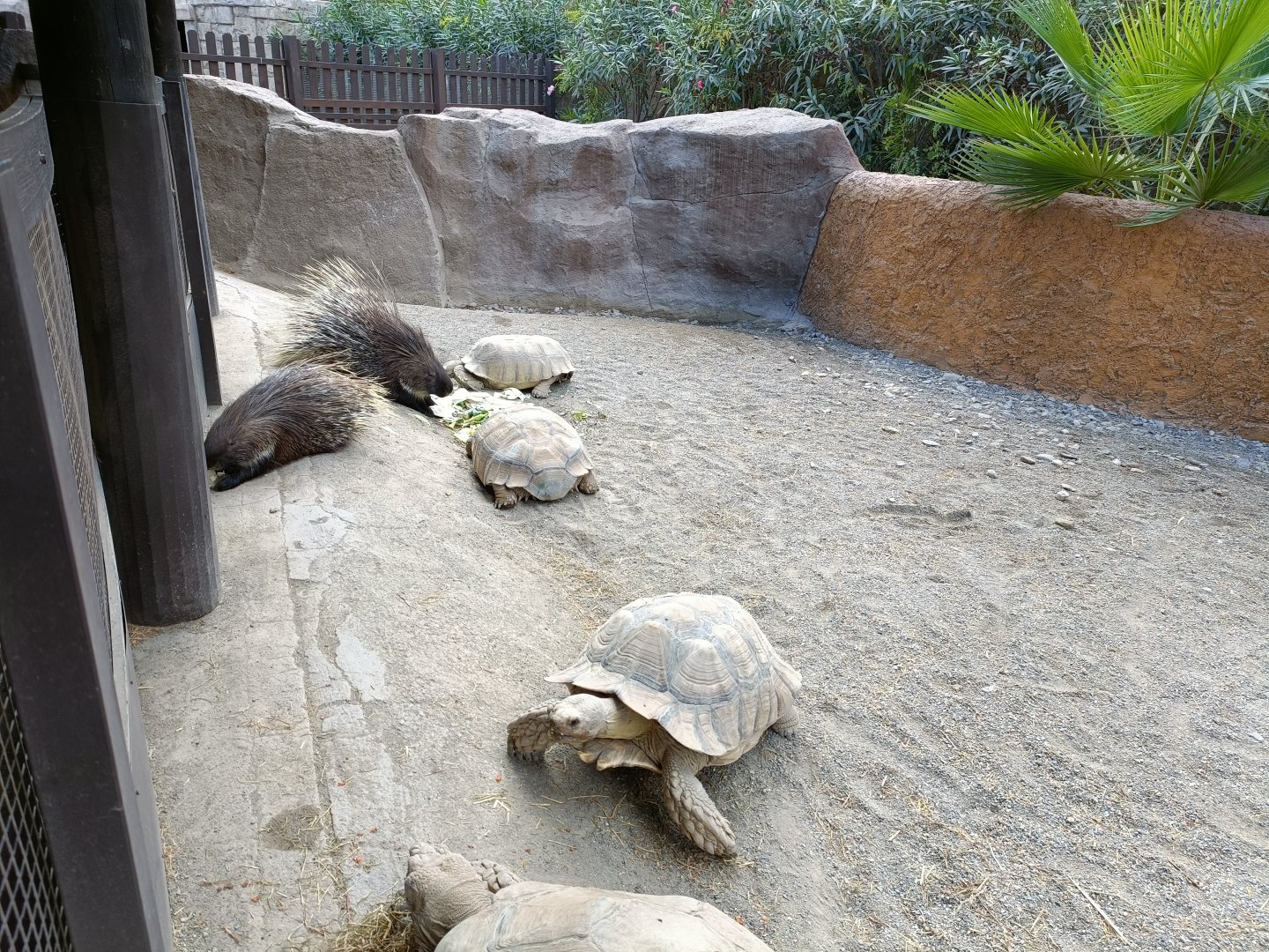 Crested porcupine and sulcata tortoise exhibit - Crocodile park Torremolinos