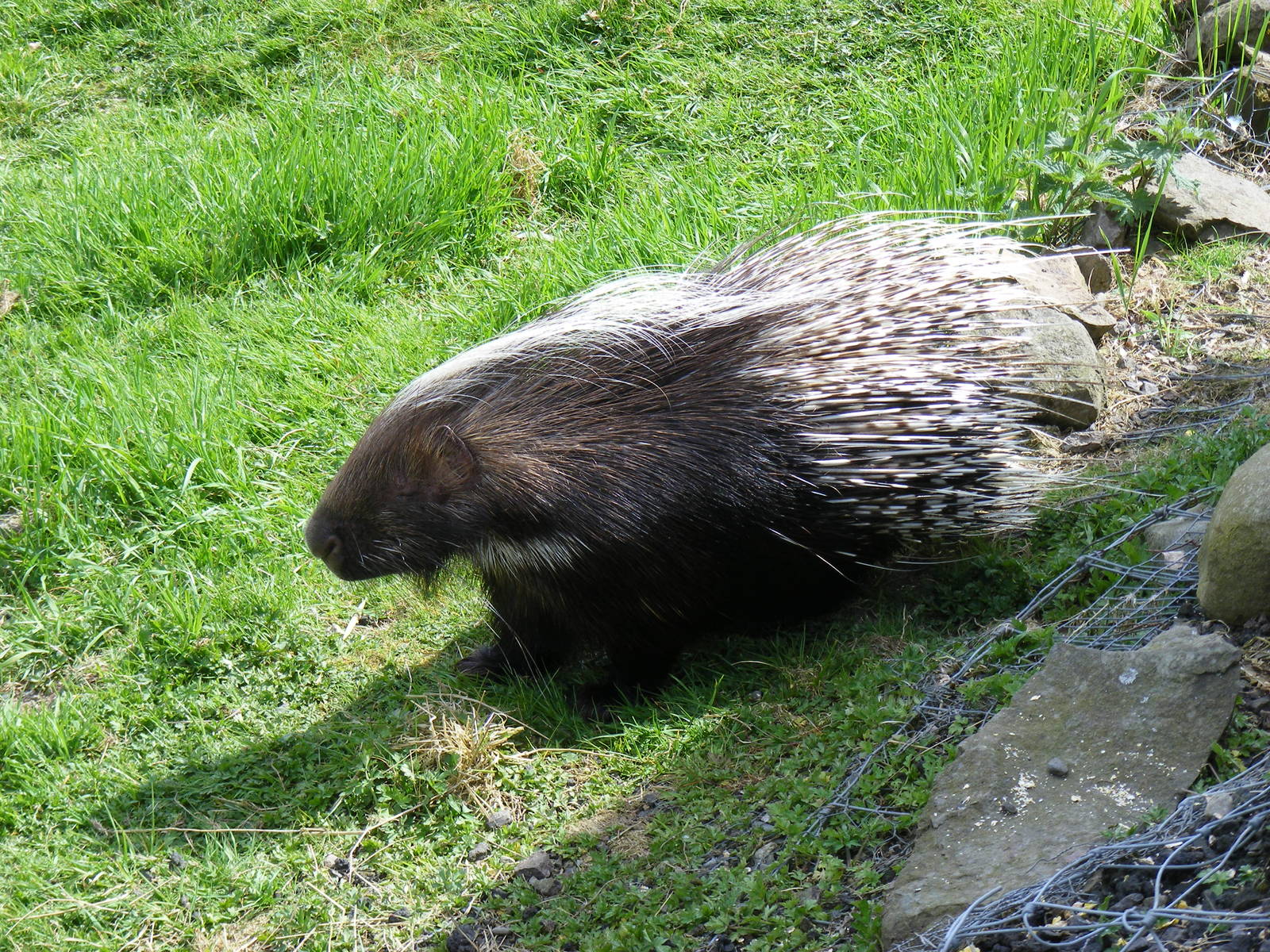 Crested porcupine at Auchingarrich Wildlife Centre, 20 May 2010