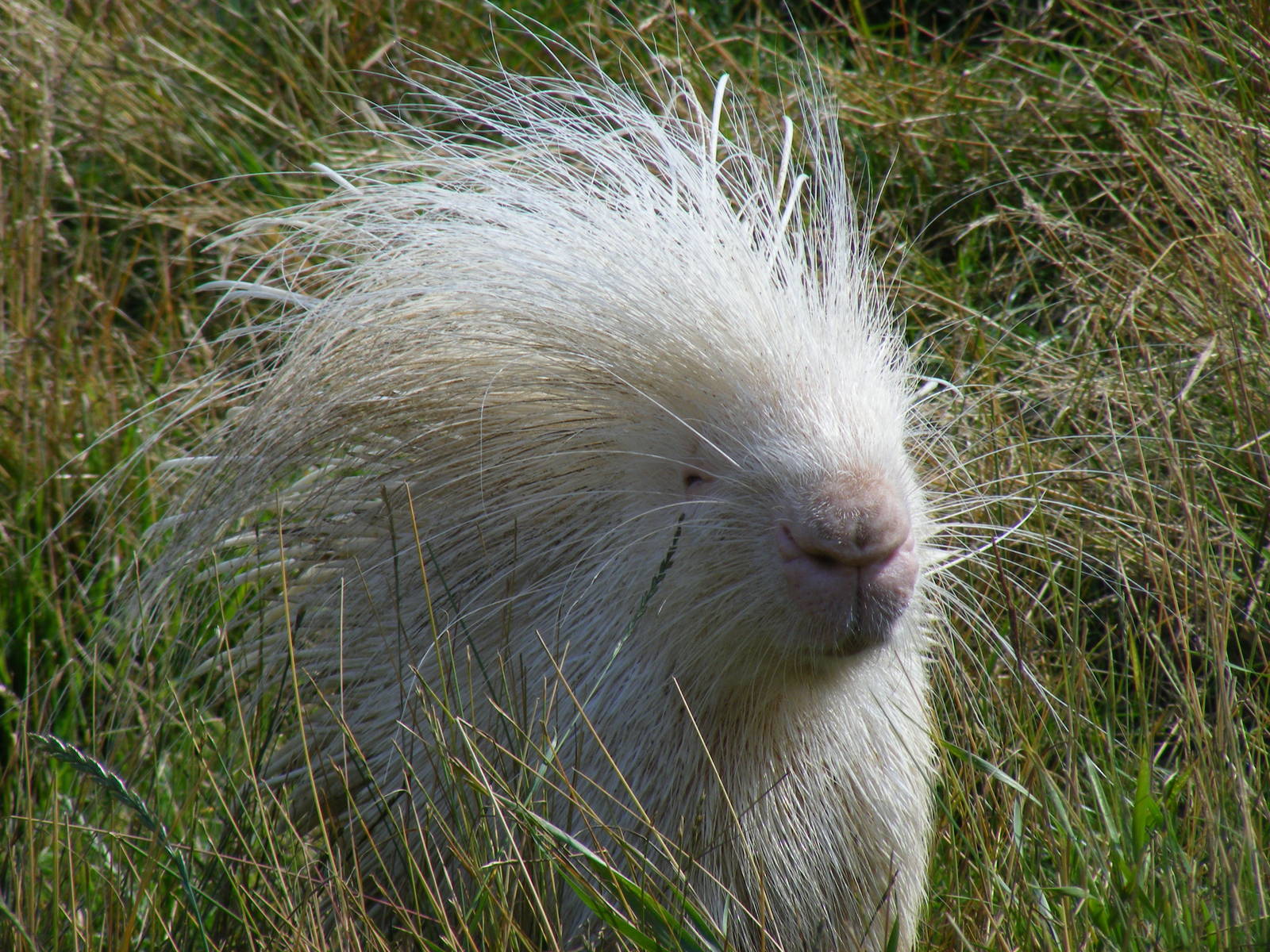 Crested porcupine at Noah's Ark Zoo Farm, 31 July 2010