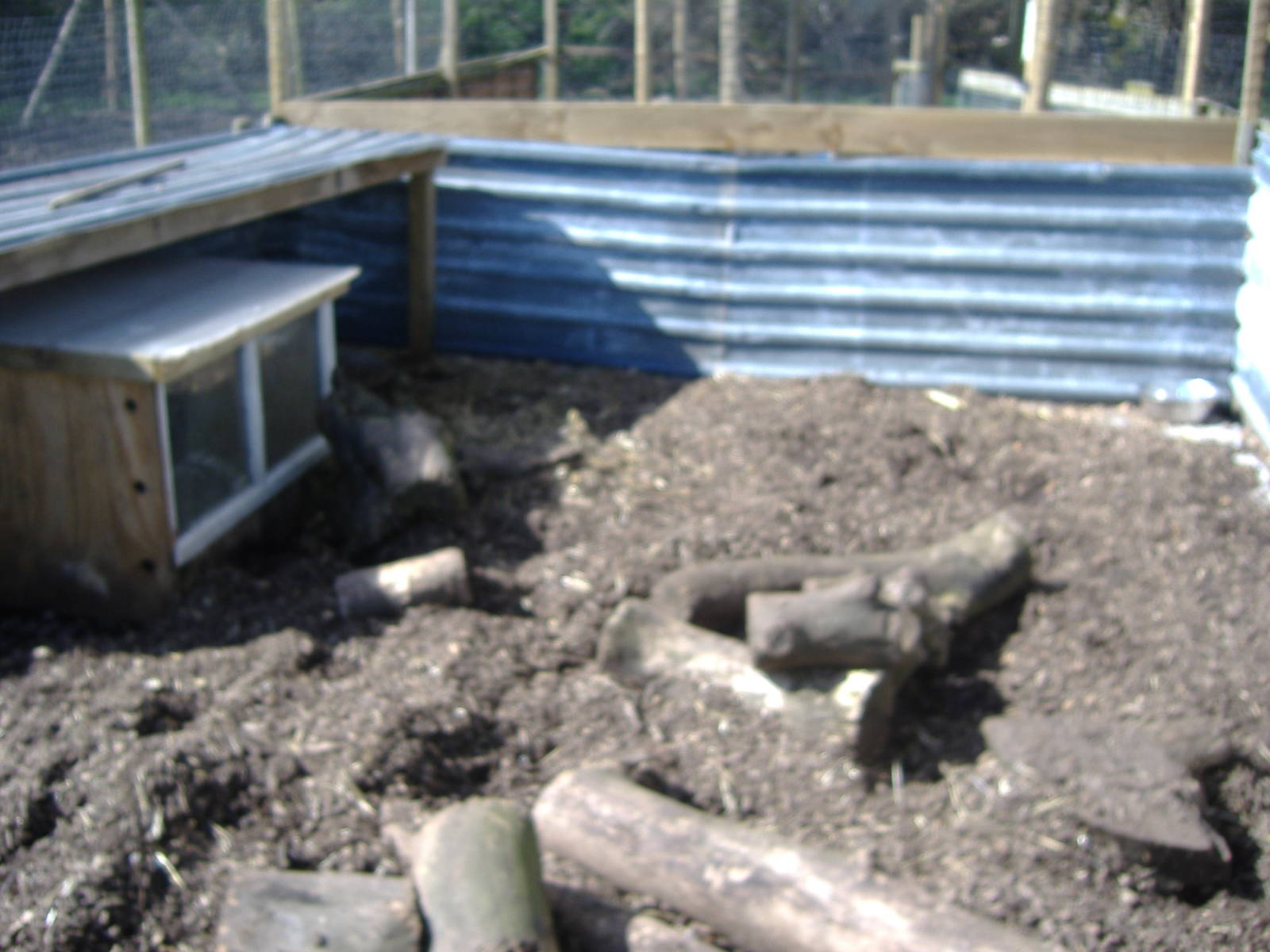 Crested Porcupine Axe Valley