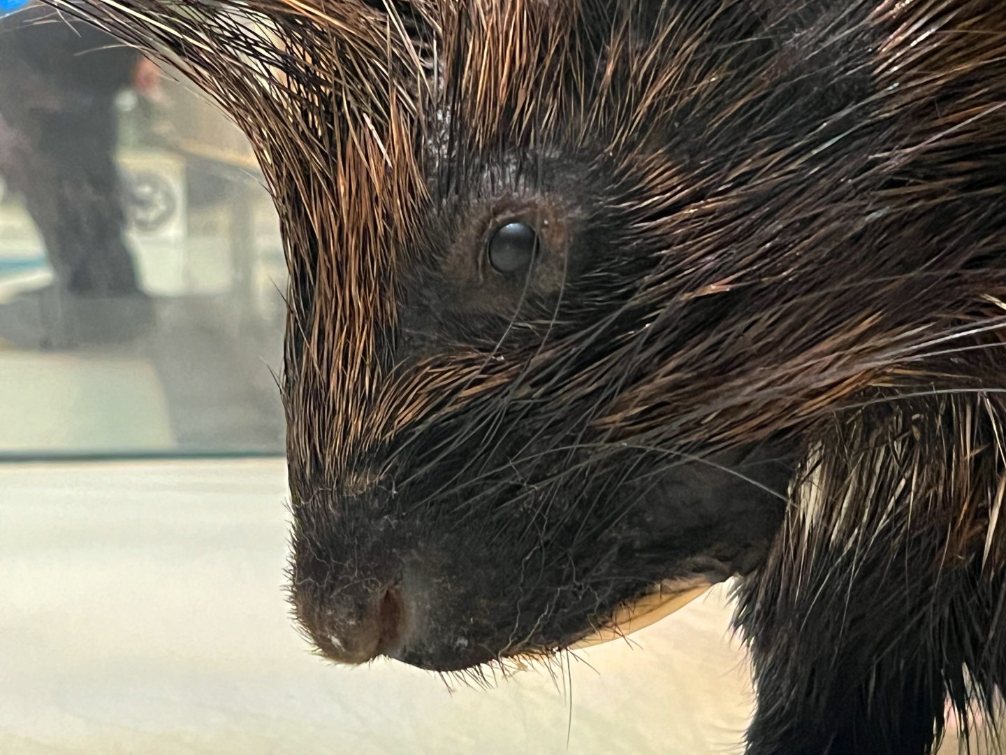 Crested Porcupine Closeup
