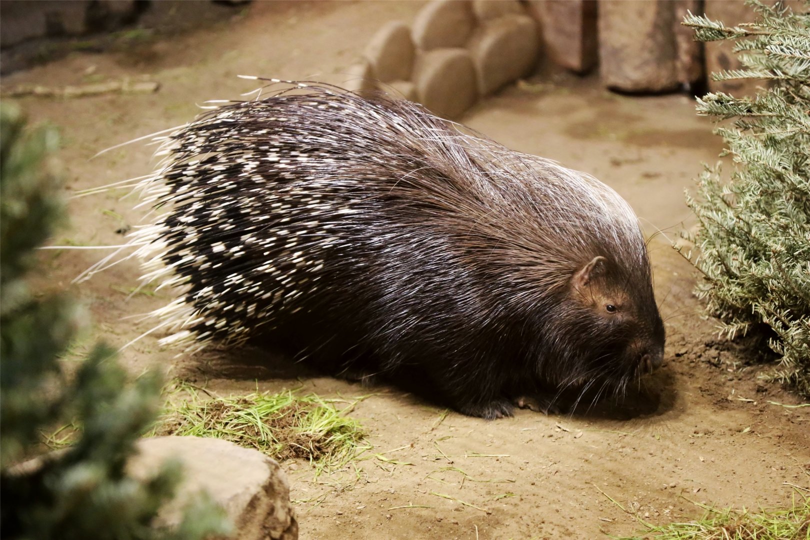Crested Porcupine, December 2015