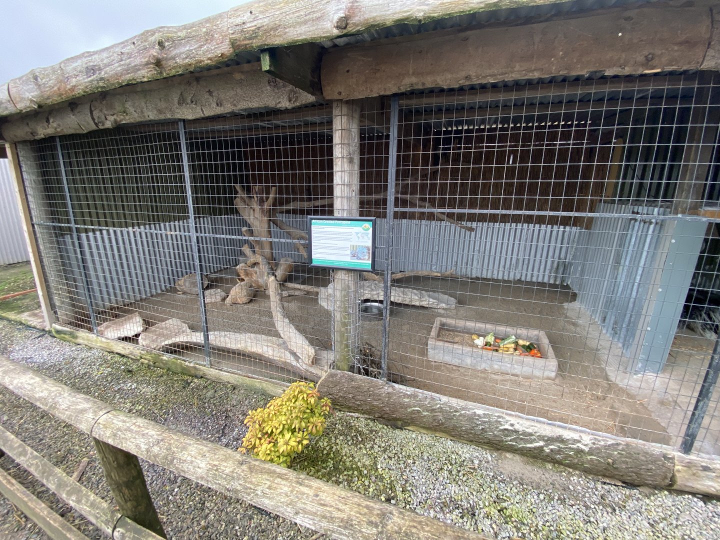 Crested porcupine enclosure 060222