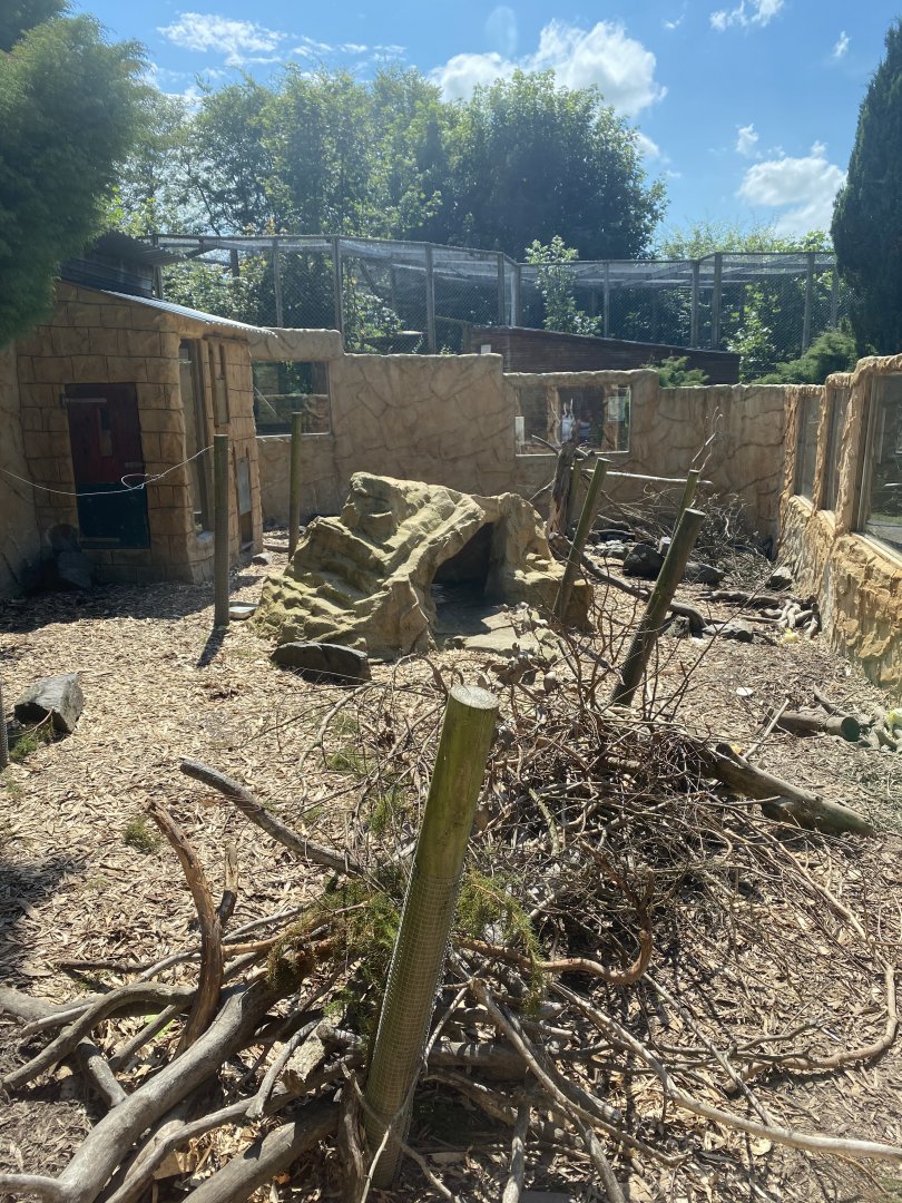 Crested porcupine enclosure 070820