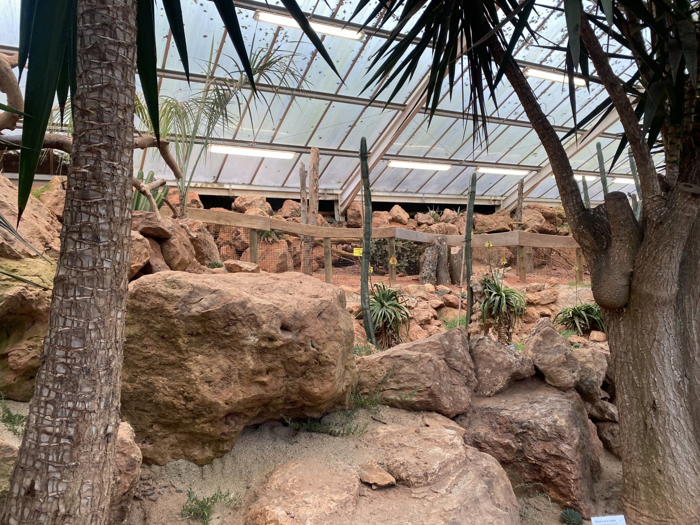 Crested porcupine enclosure 140225