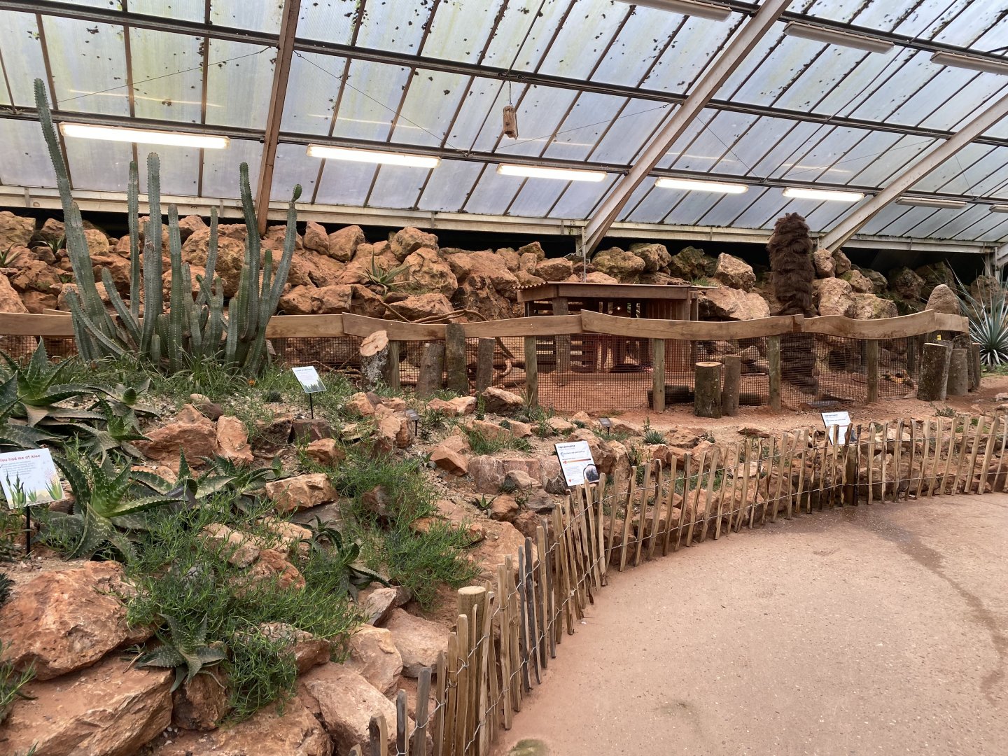 Crested porcupine enclosure 140225