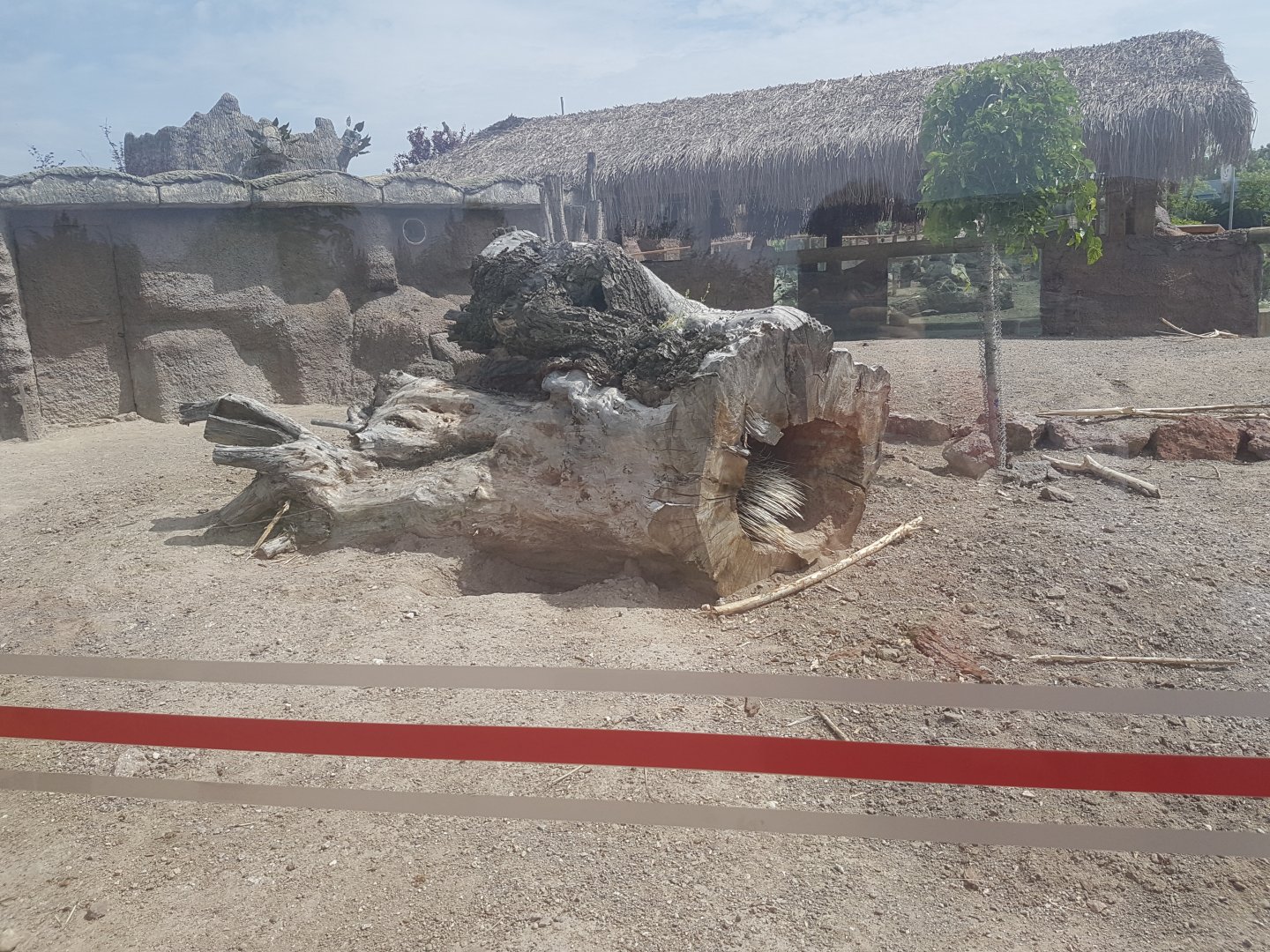 Crested porcupine enclosure 19 May 2018