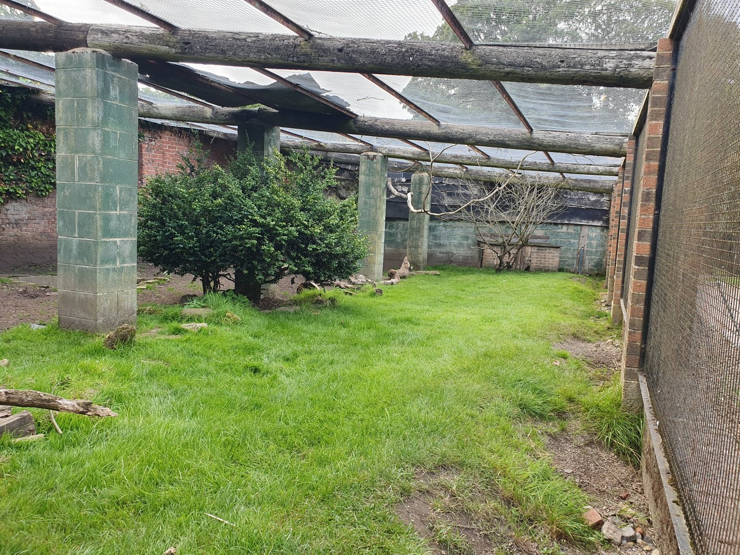 Crested Porcupine enclosure 31/8/23