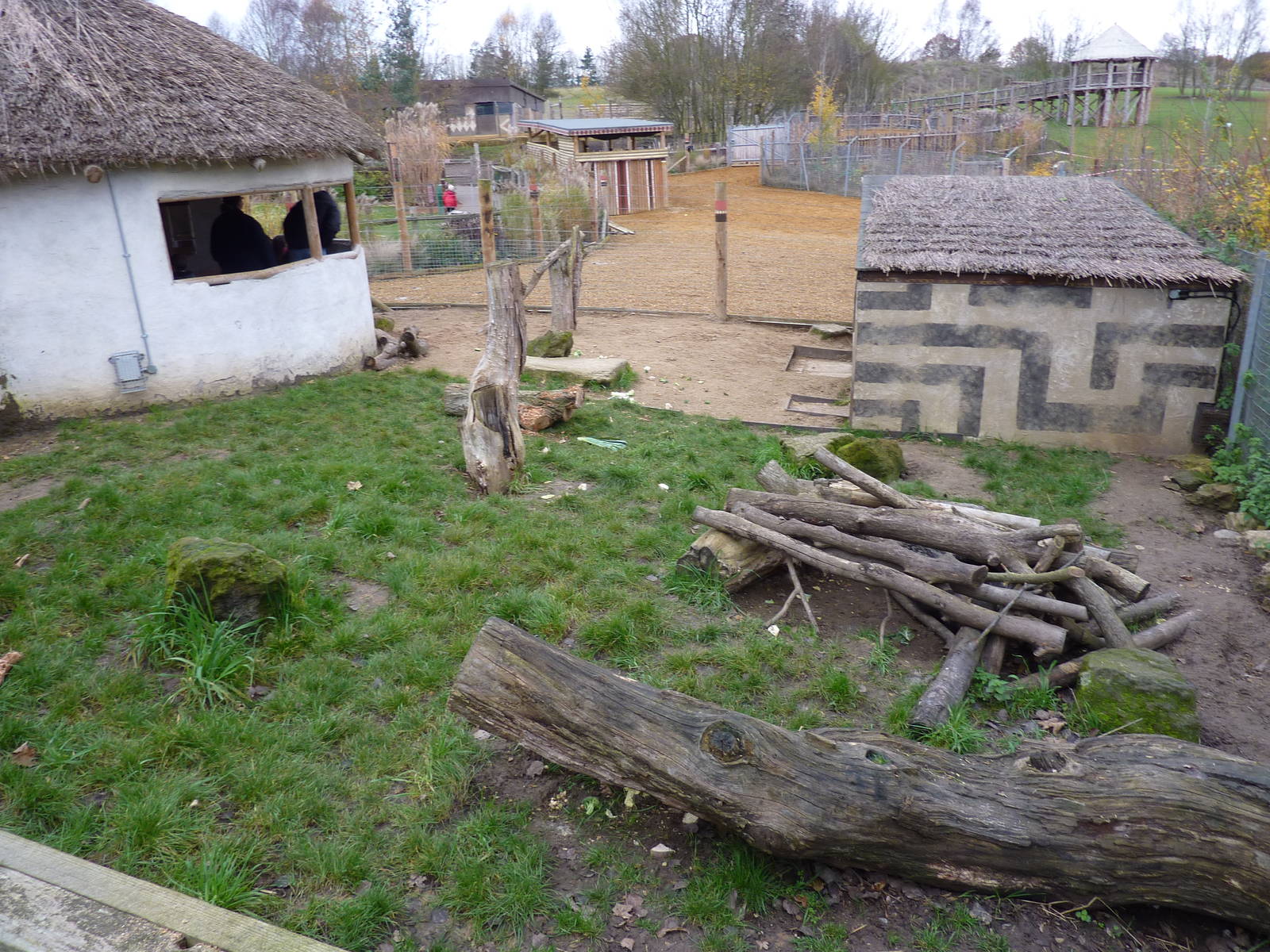 Crested porcupine enclosure
