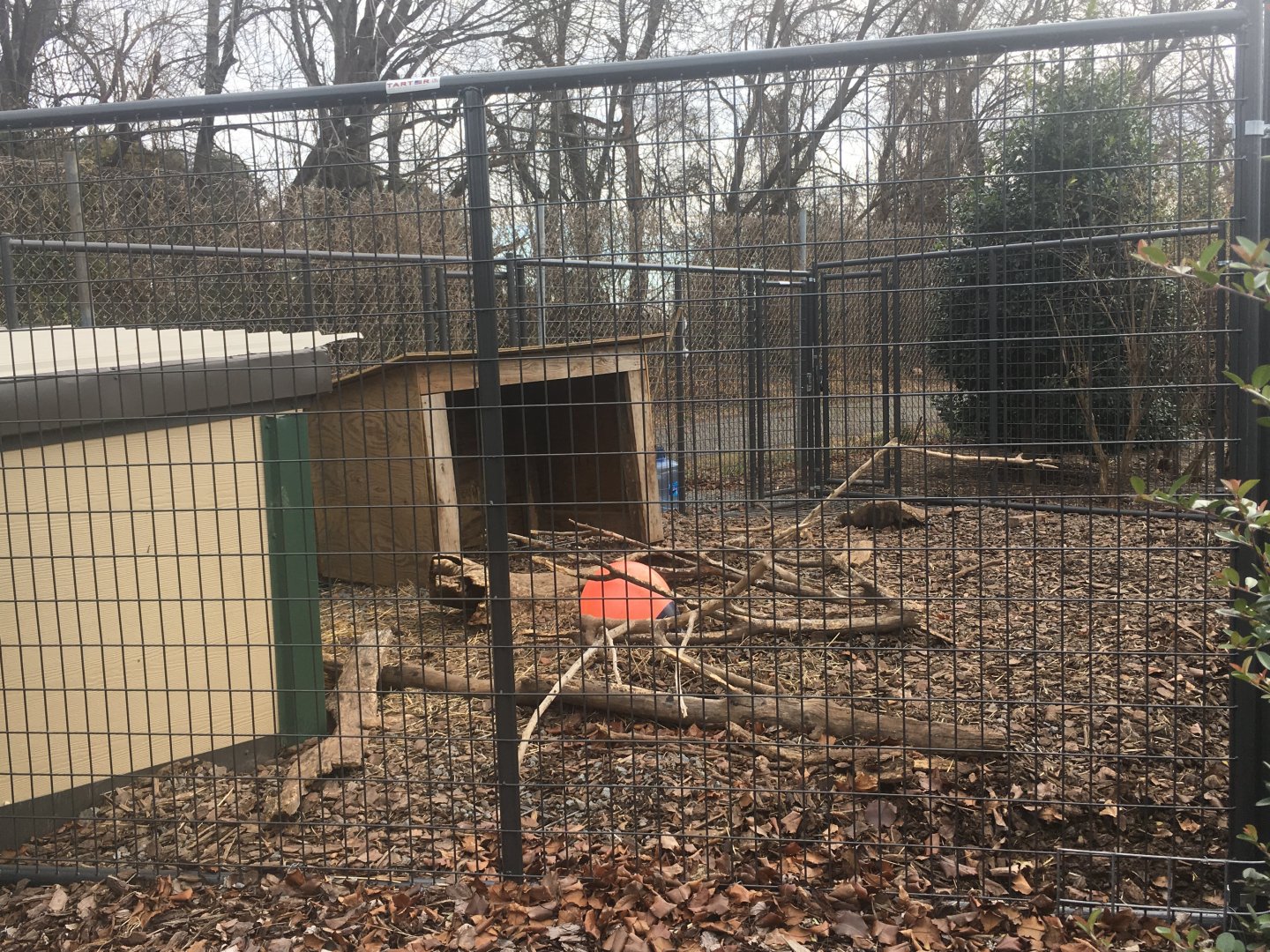 Crested Porcupine Enclosure