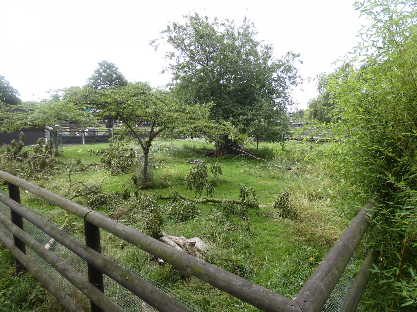 Crested Porcupine enclosure