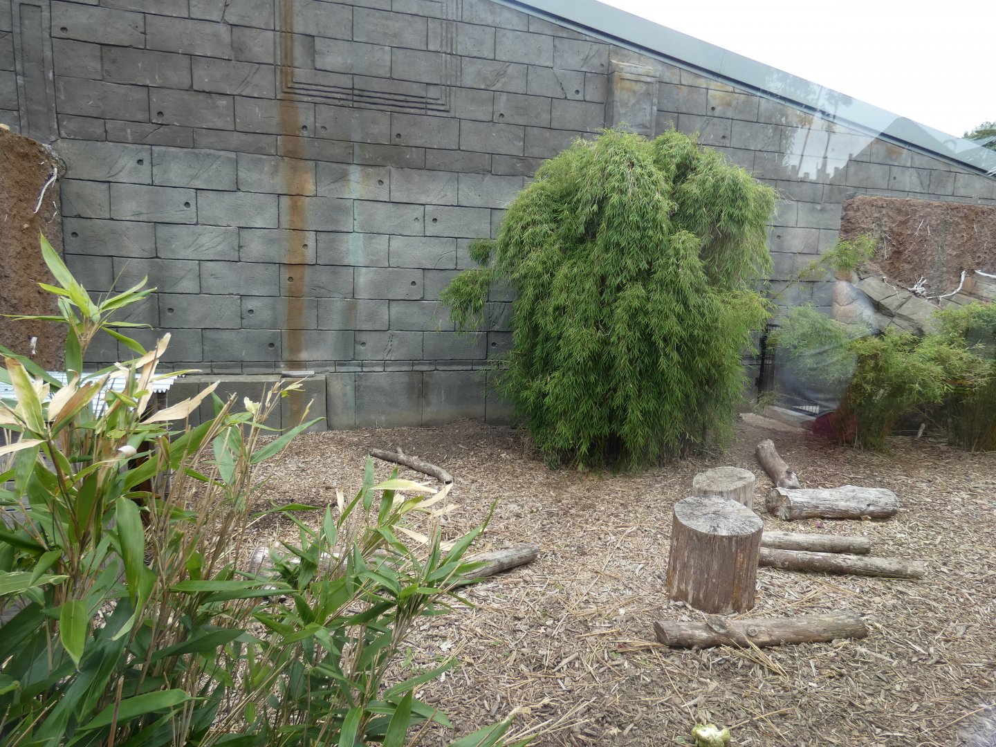 Crested Porcupine enclosure