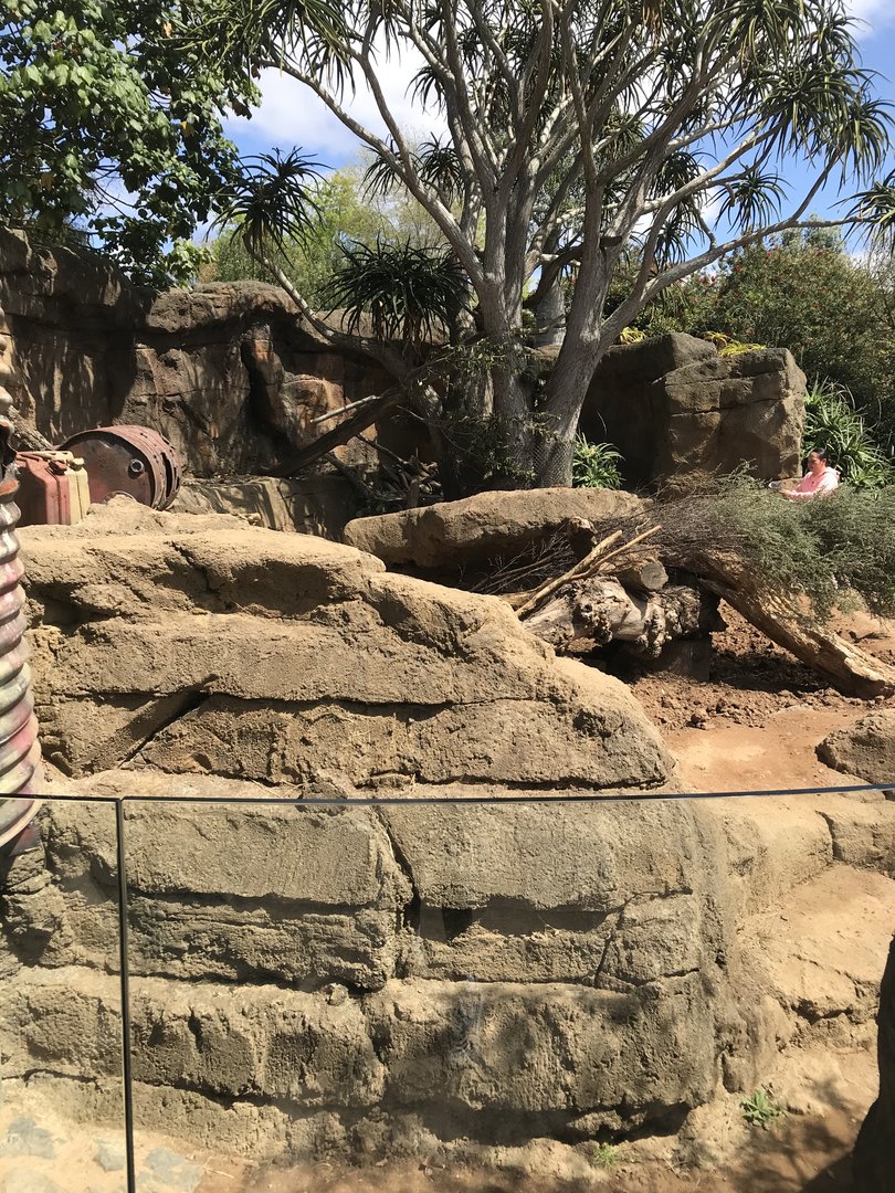 Crested Porcupine enclosure