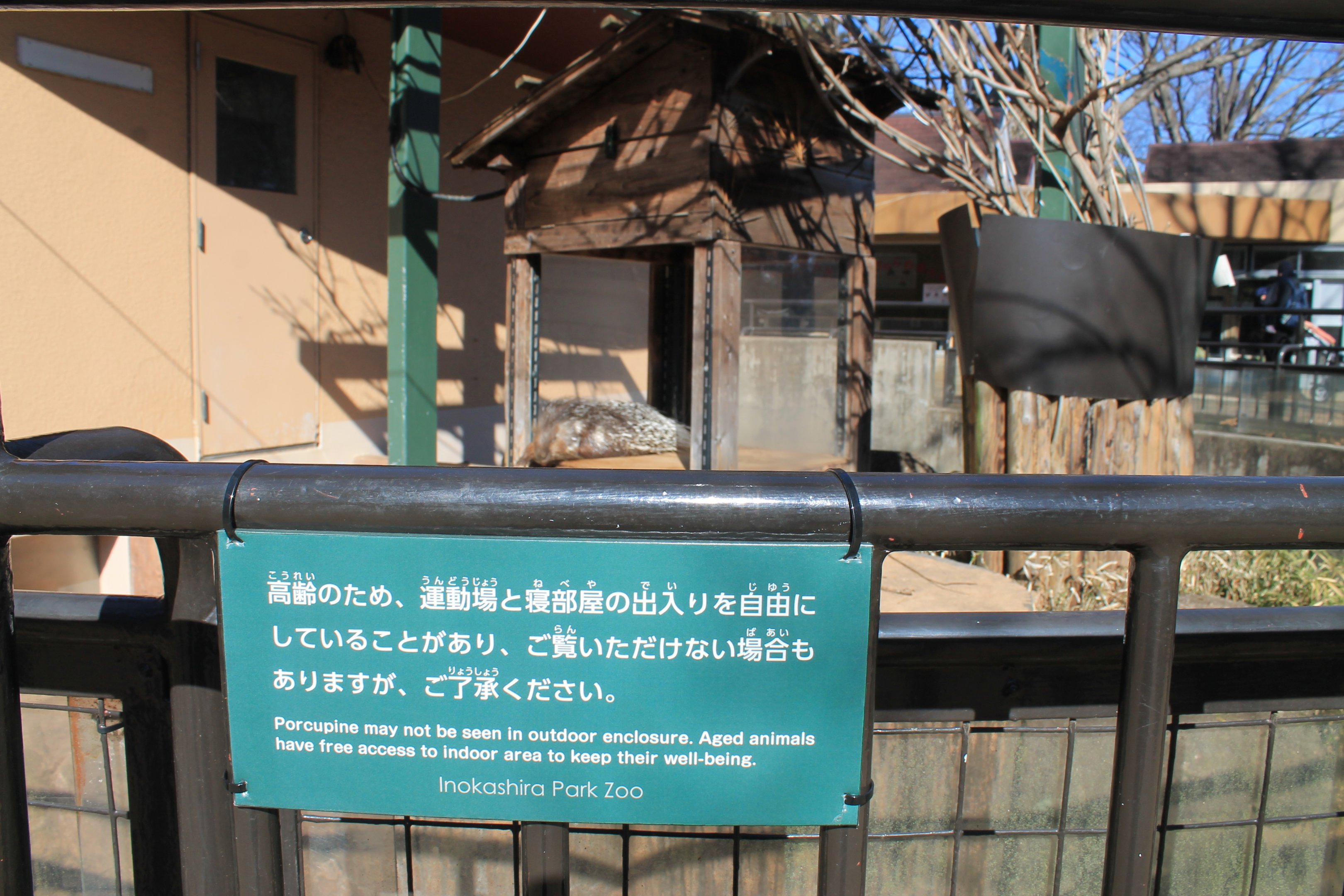 Crested Porcupine enclosure