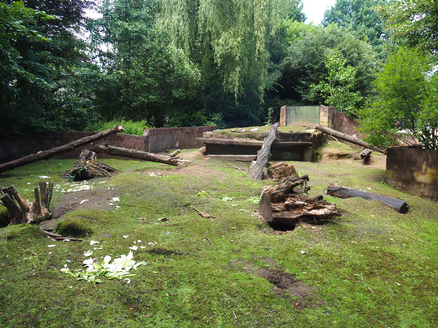 Crested porcupine exhibit, 2020-06-20