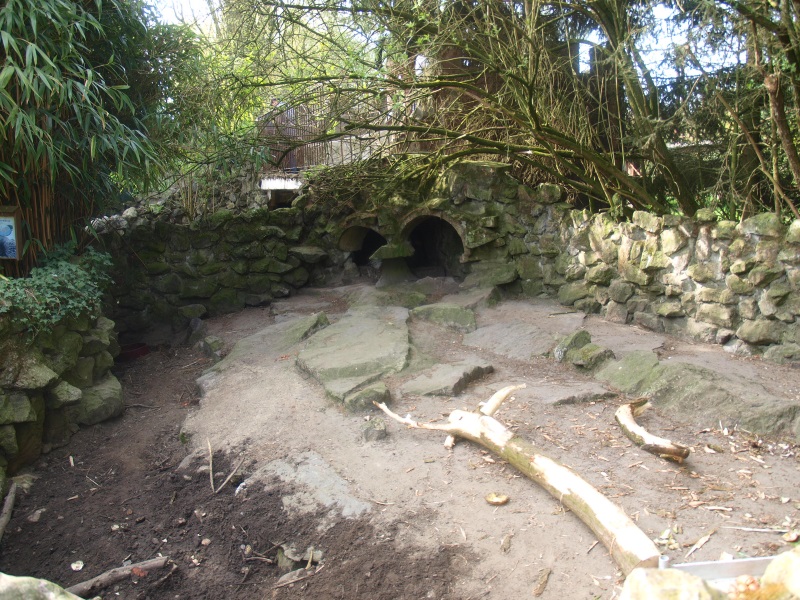Crested porcupine exhibit (April 19th, 2015)