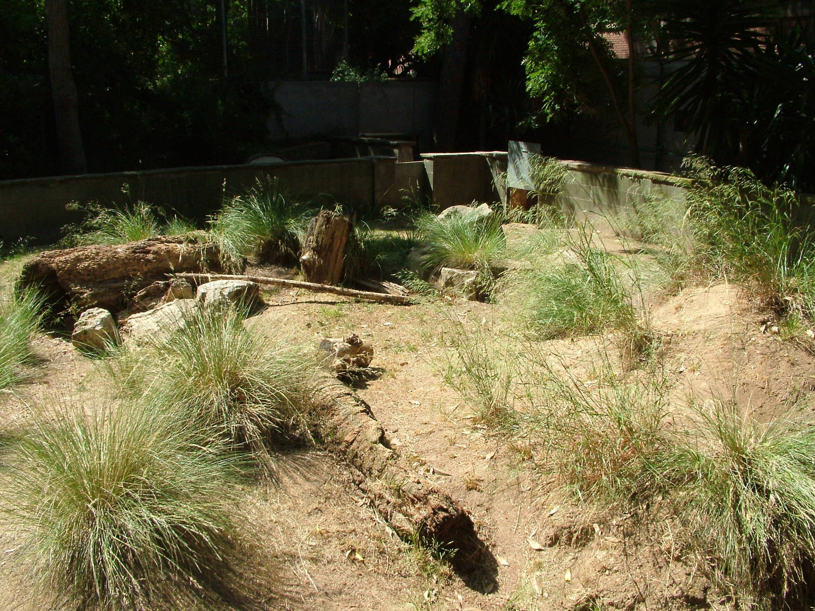 Crested Porcupine Exhibit at Barcelona, 30/05/11