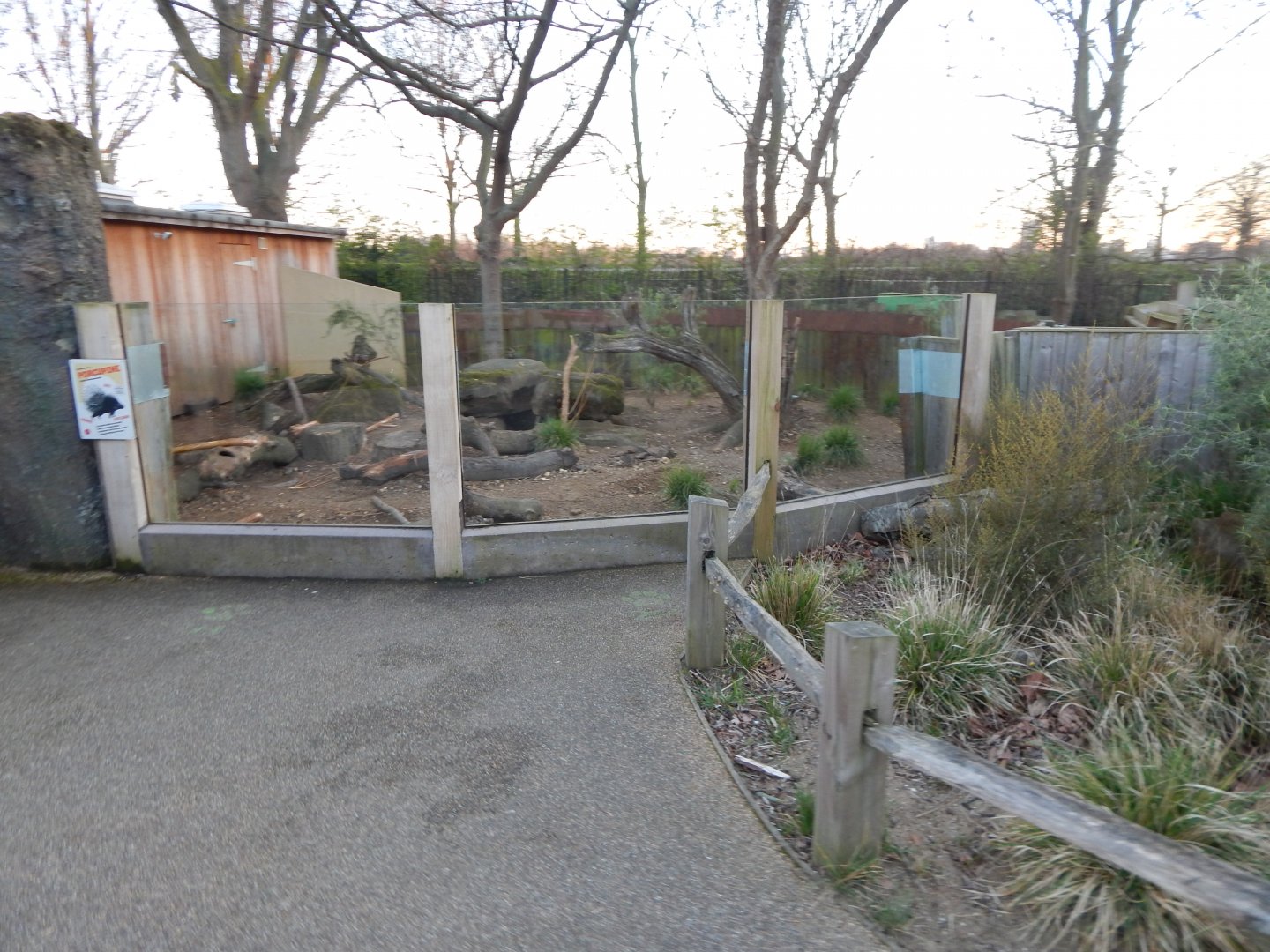 Crested porcupine exhibit (evening) 180322