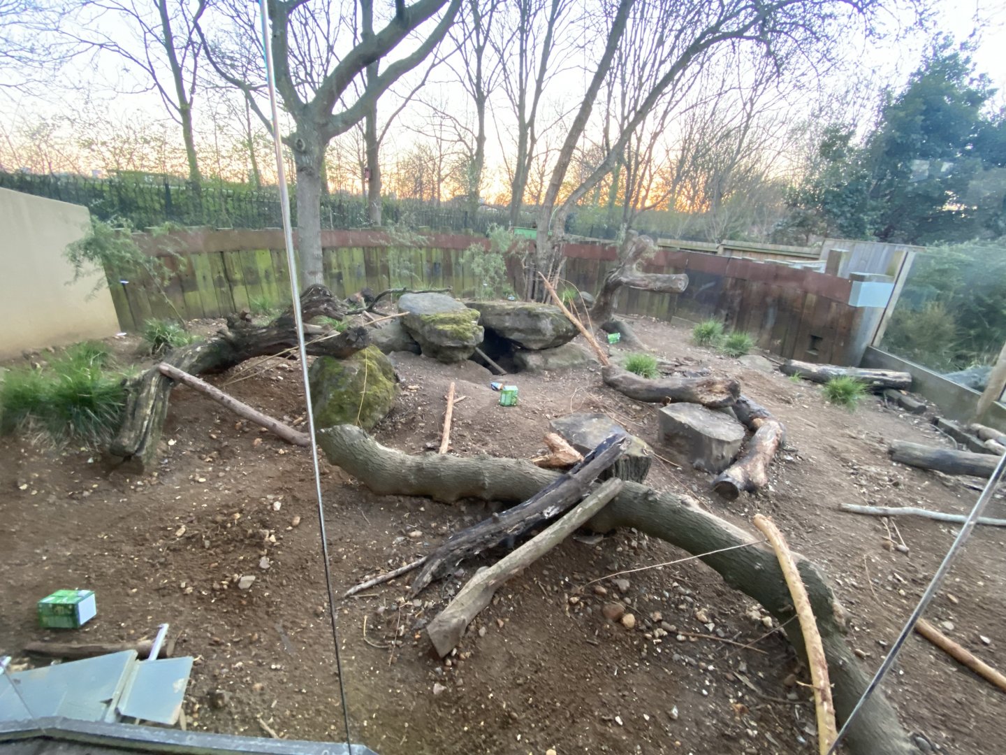 Crested porcupine exhibit (evening) 180322