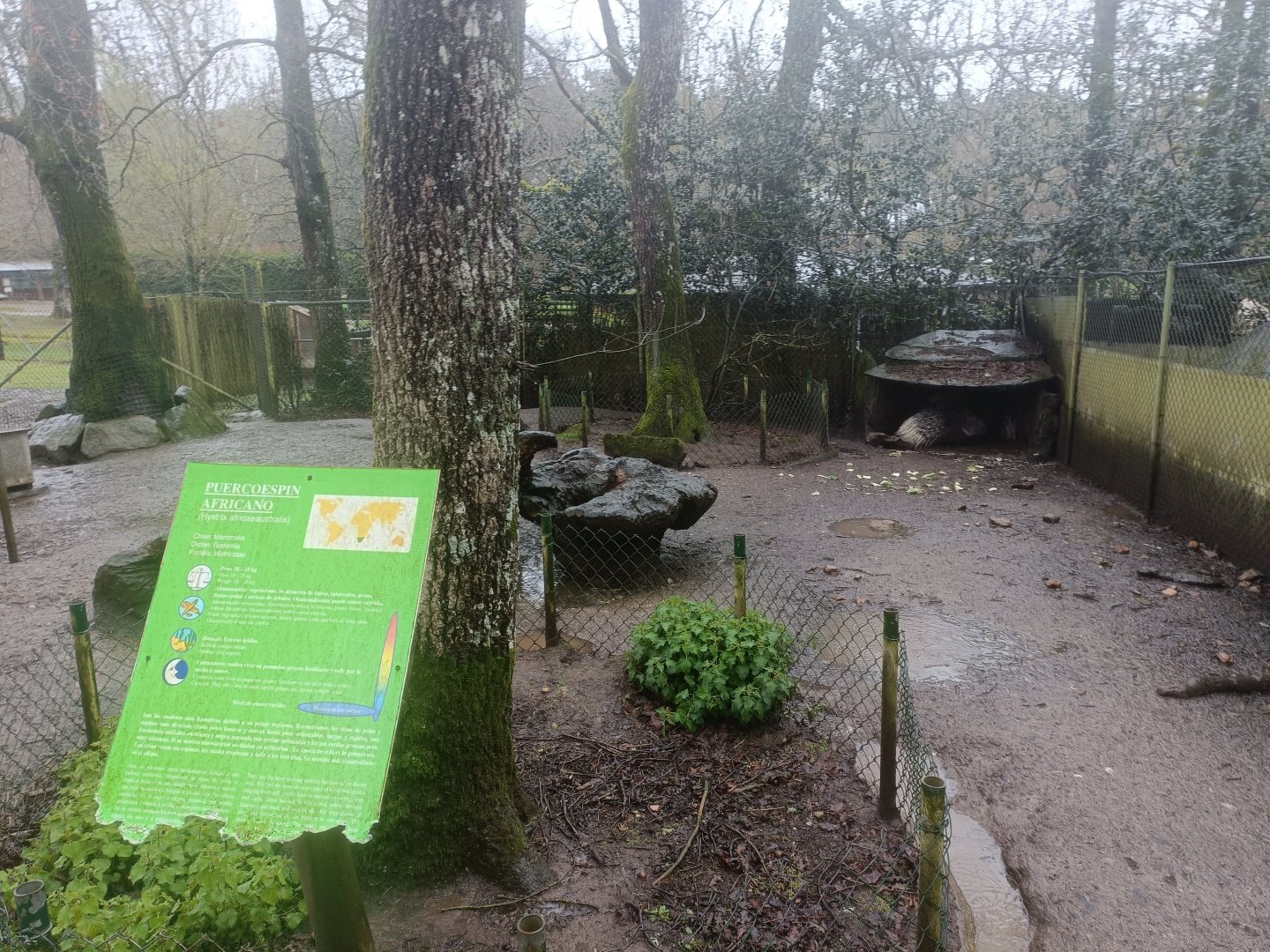 Crested porcupine exhibit -Marcelle Naturaleza