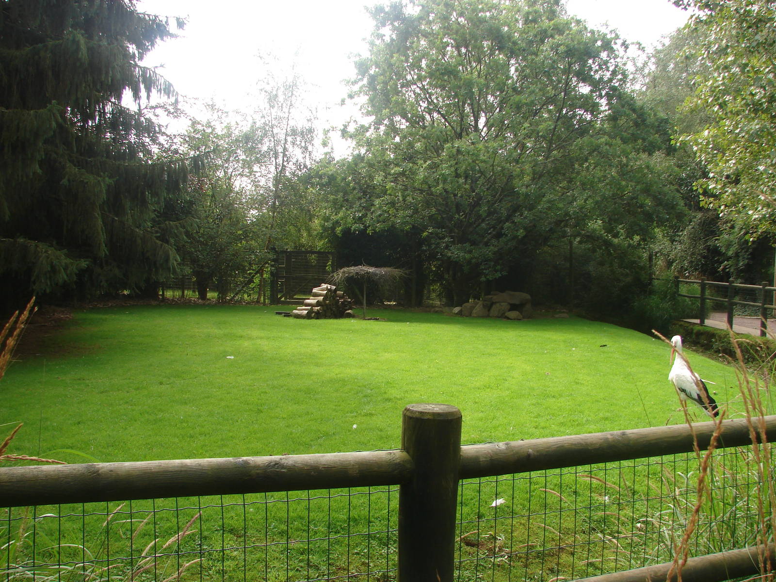 Crested porcupine exhibit