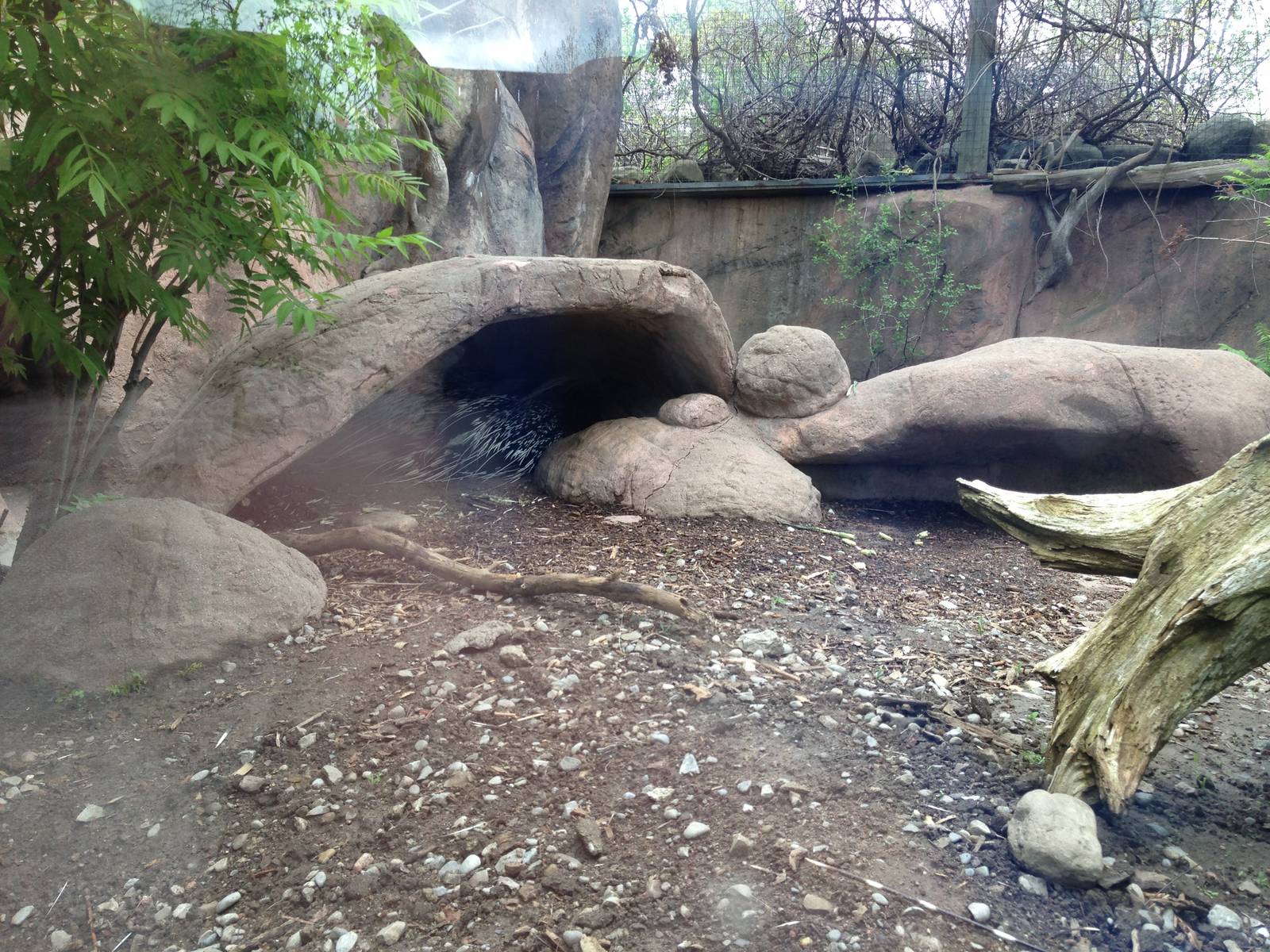 Crested Porcupine Exhibit