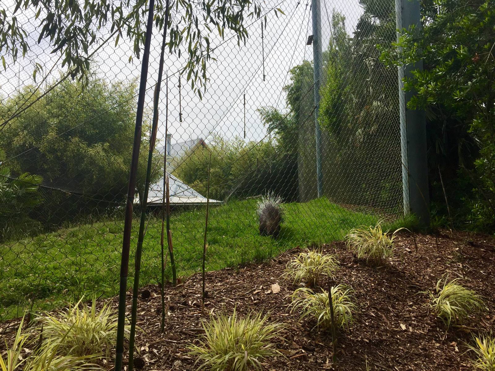 Crested Porcupine Exhibit
