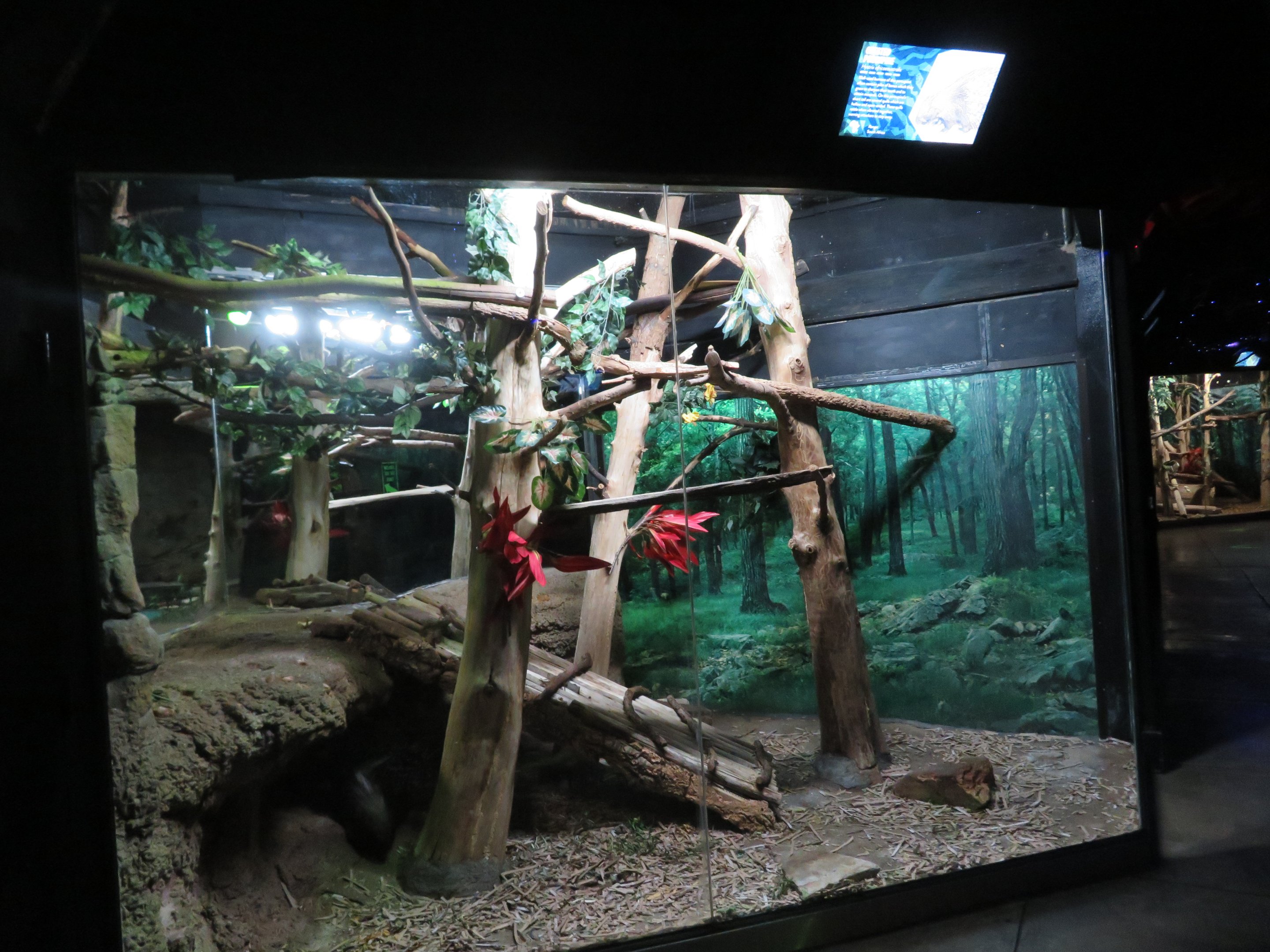 Crested Porcupine Exhibit
