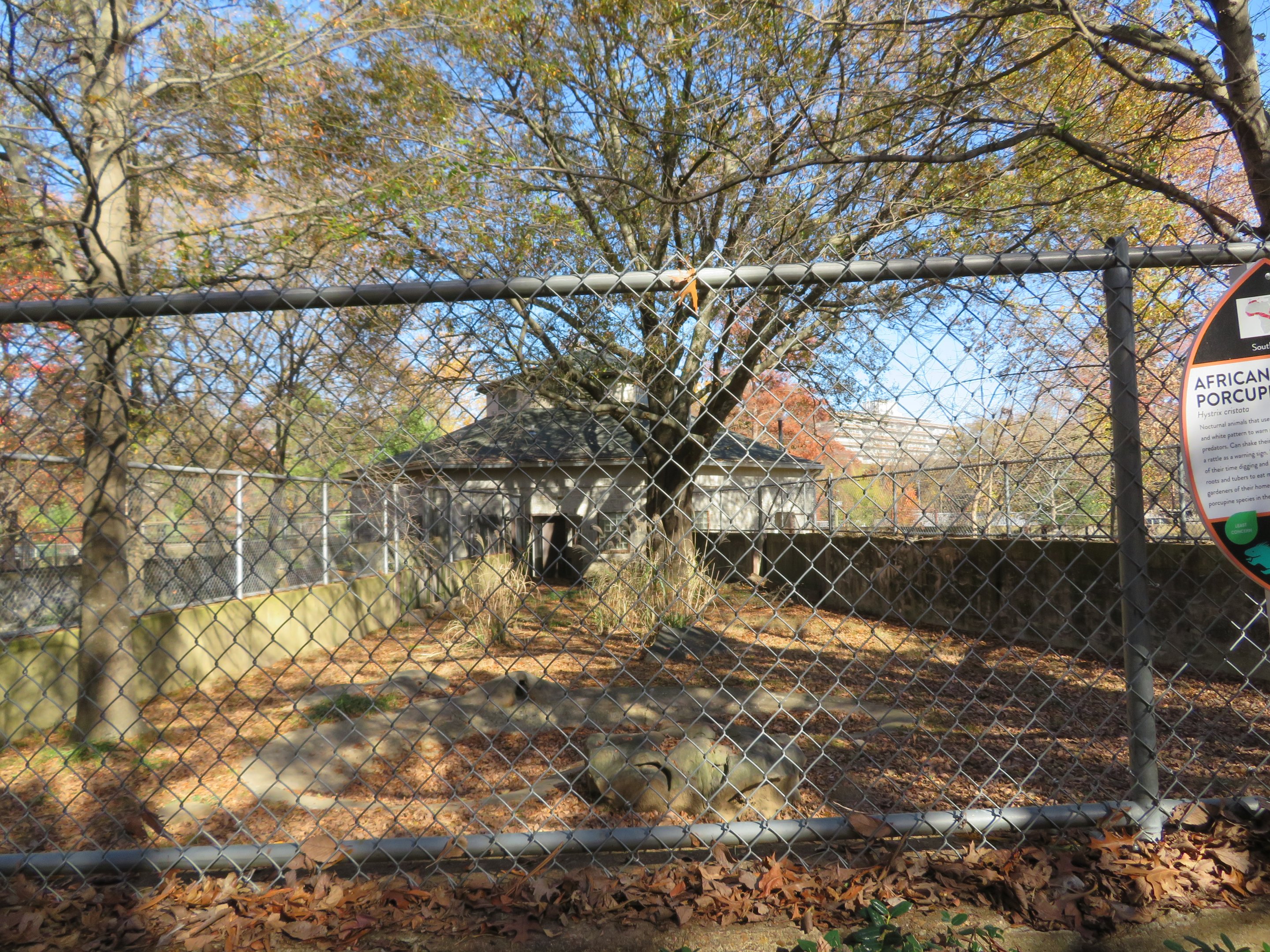 Crested Porcupine Exhibit