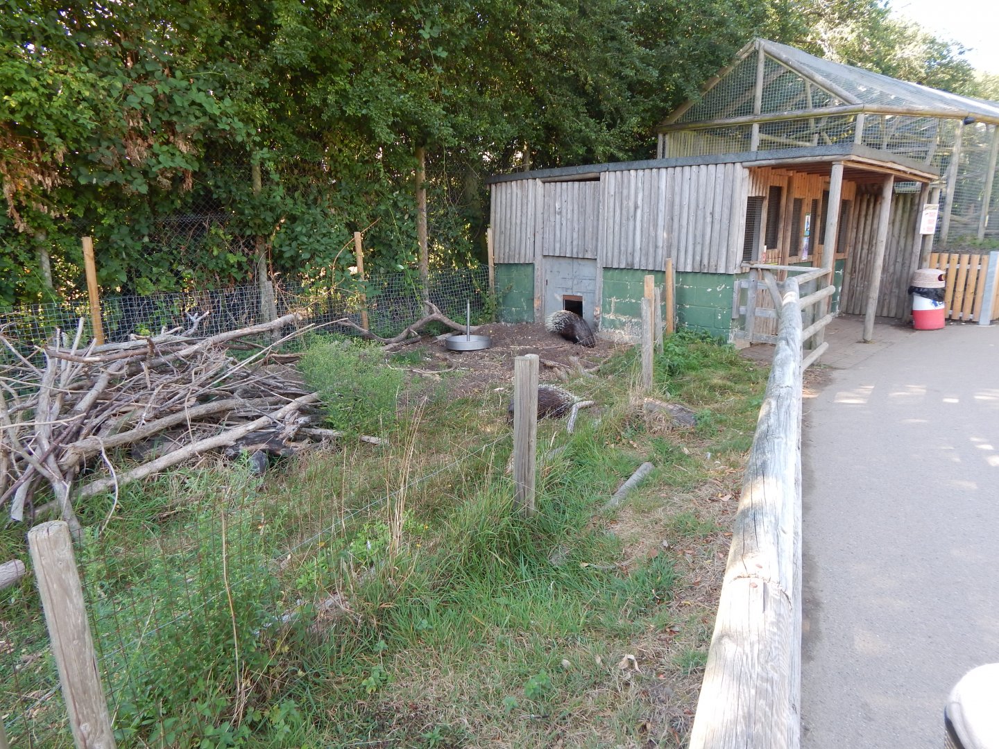 Crested porcupine habitat 030924
