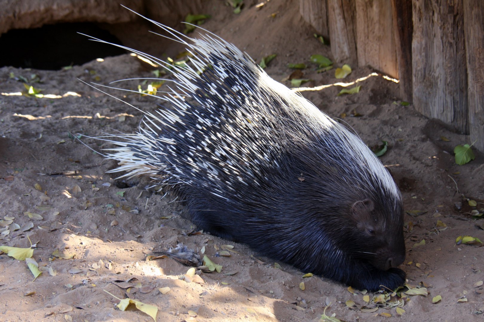 crested porcupine (Hystrix cristata) 2010
