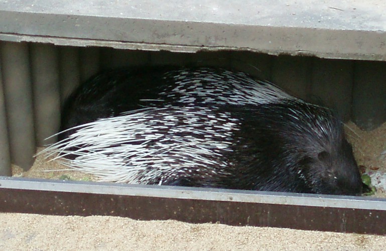 Crested Porcupine (Hystrix cristata)