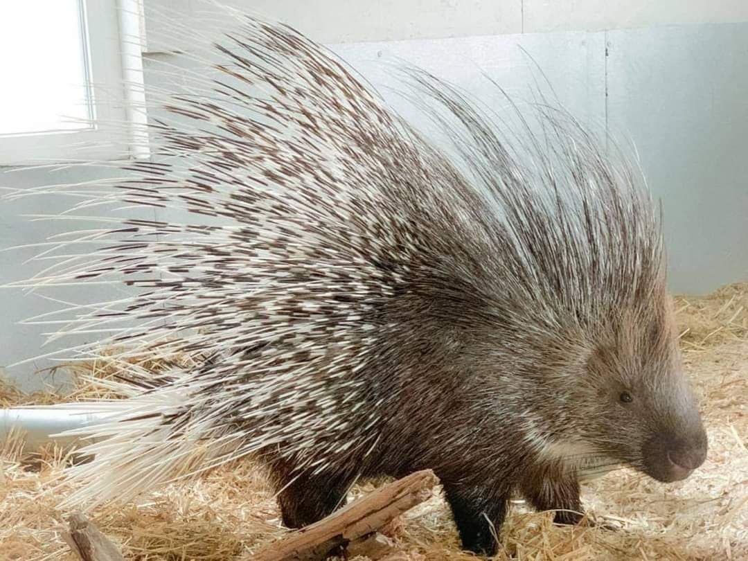 Crested porcupine (Hystrix cristata)
