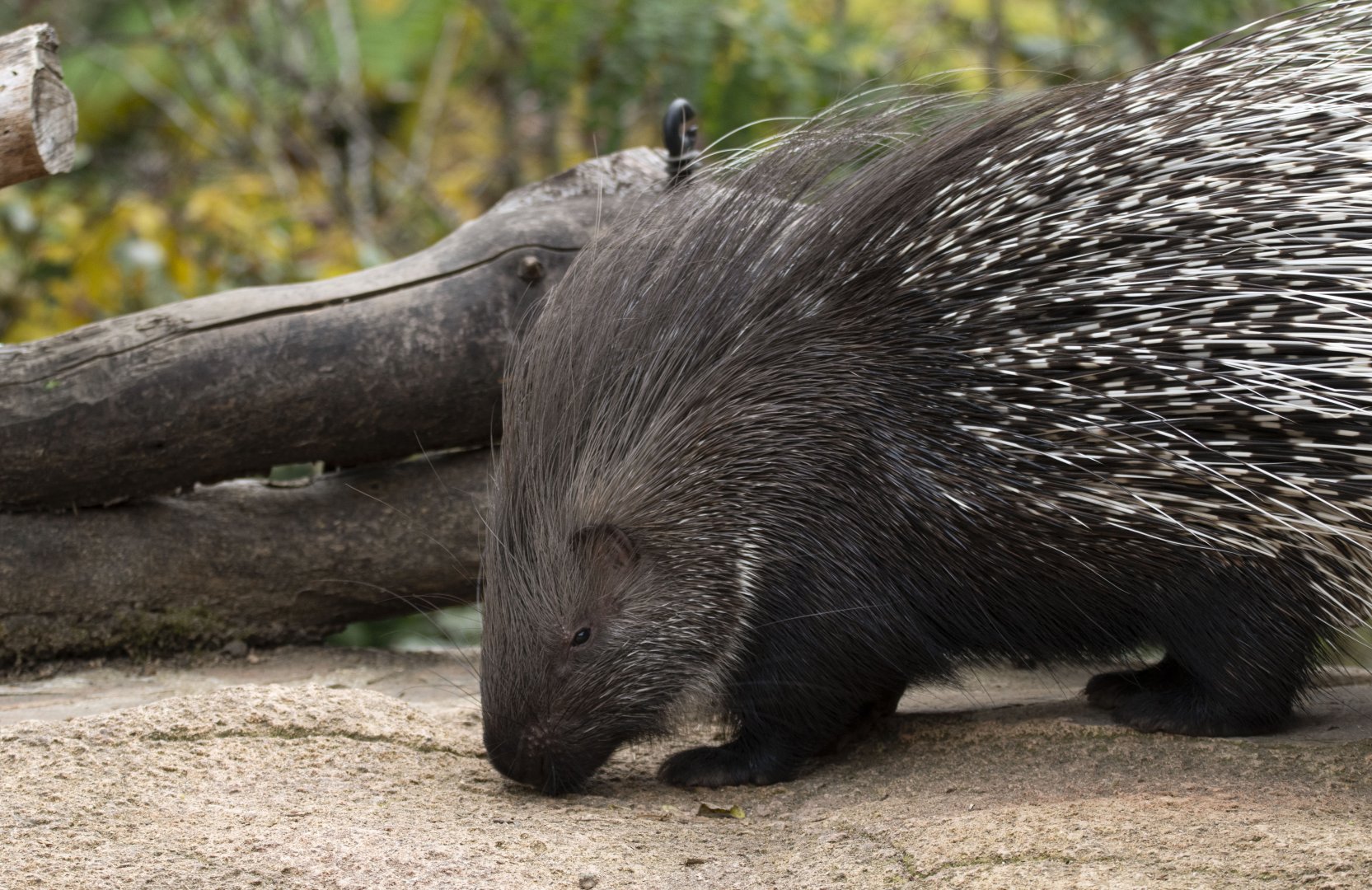 Crested porcupine (Hystrix cristata)