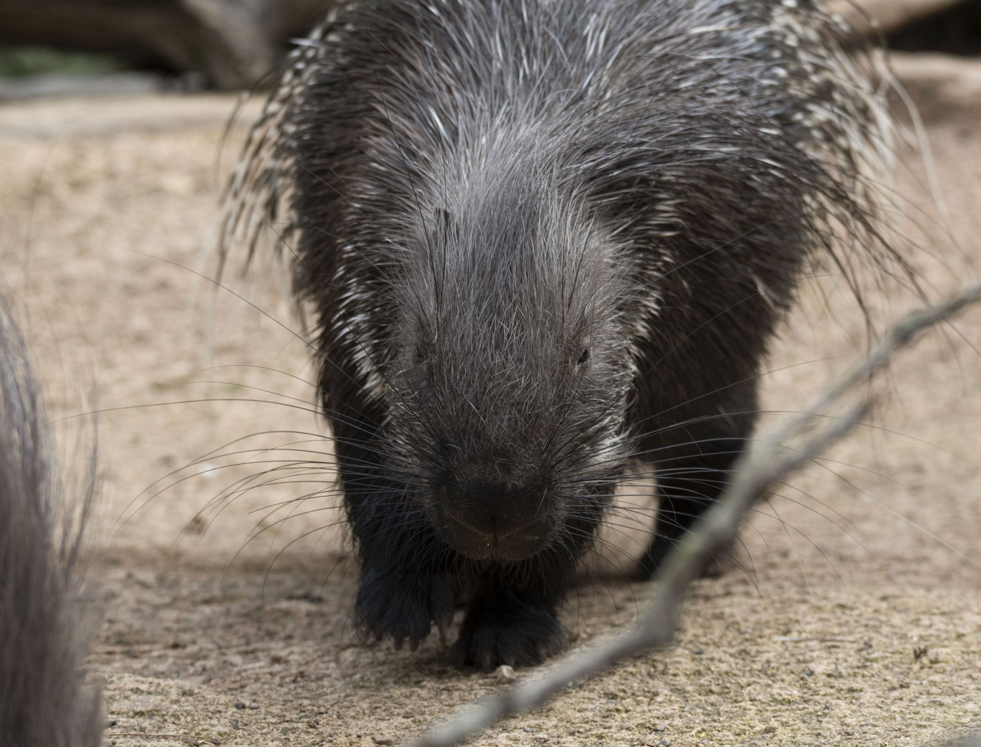 Crested porcupine (Hystrix cristata)