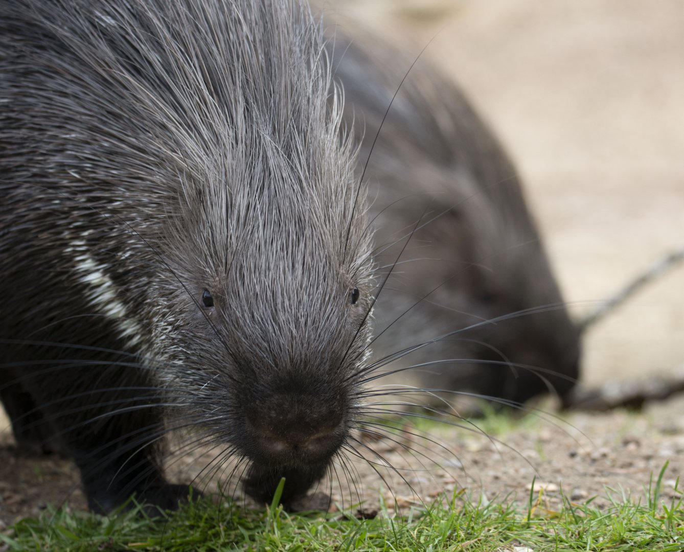 Crested porcupine (Hystrix cristata)