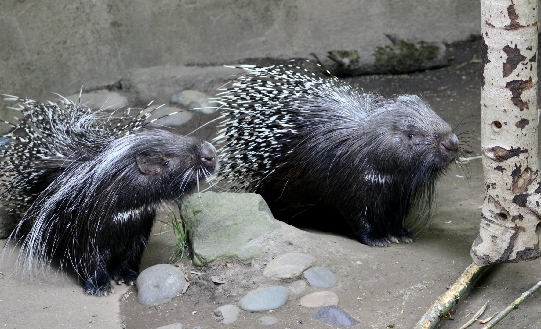 Crested Porcupine (Hystrix cristata)