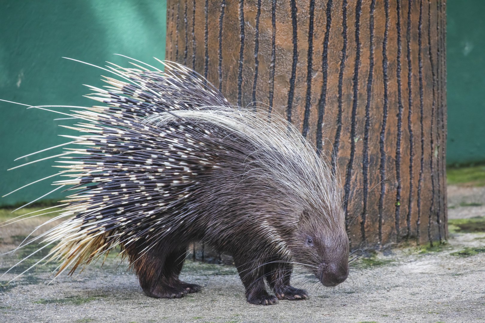 crested porcupine (Hystrix cristata)
