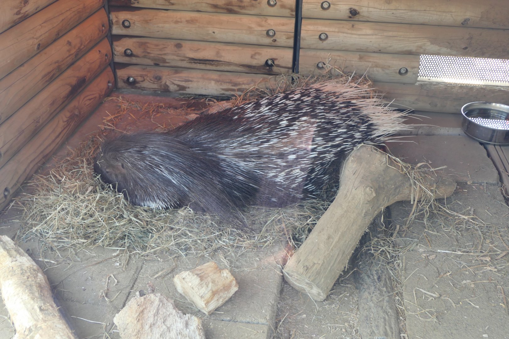 Crested Porcupine (Hystrix cristatus)