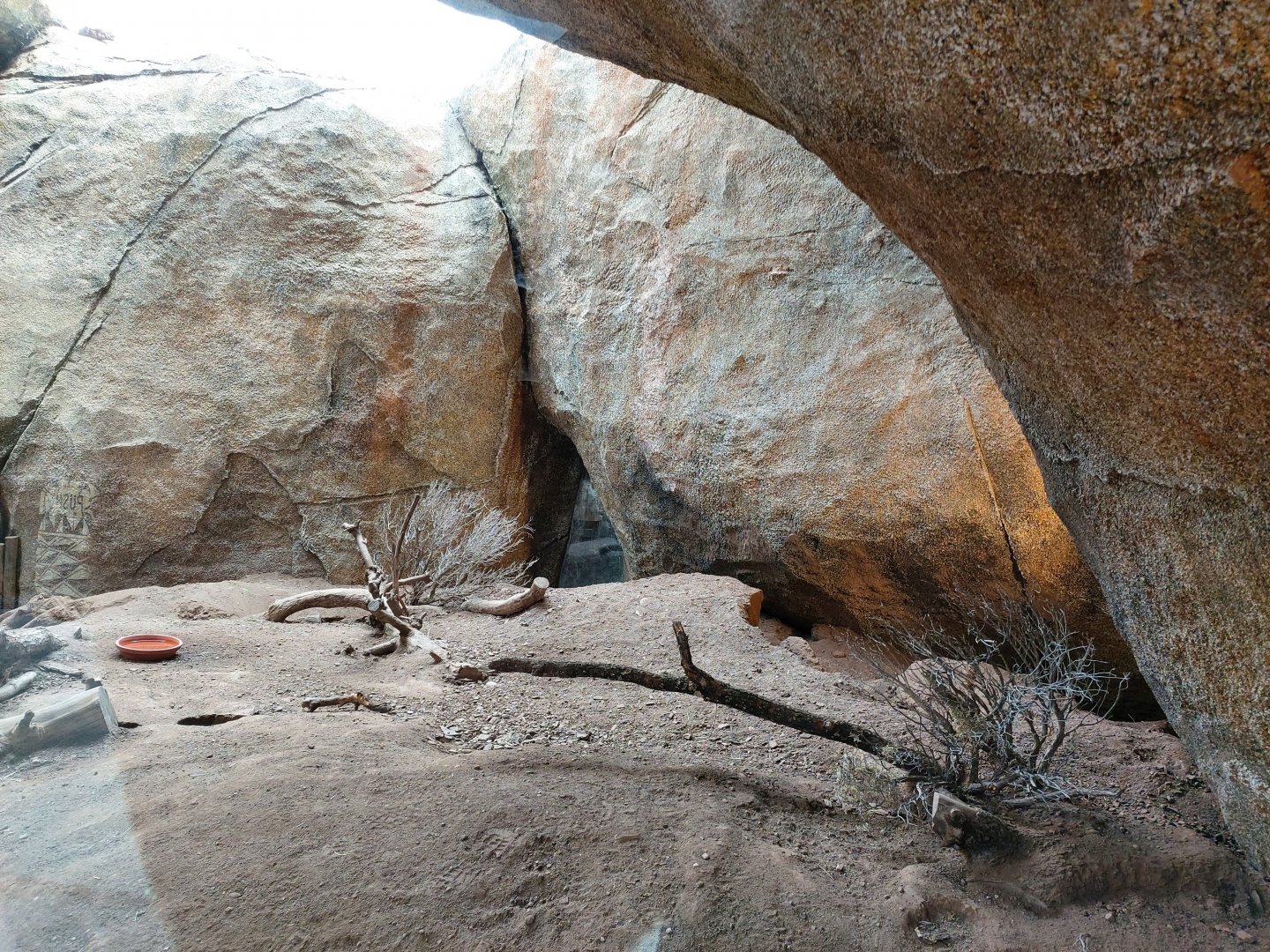 Crested porcupine indoor enclosure - Lewa savanna