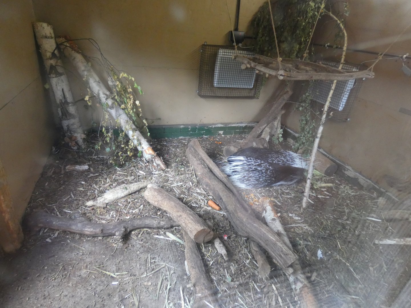 Crested porcupine indoor enclosure