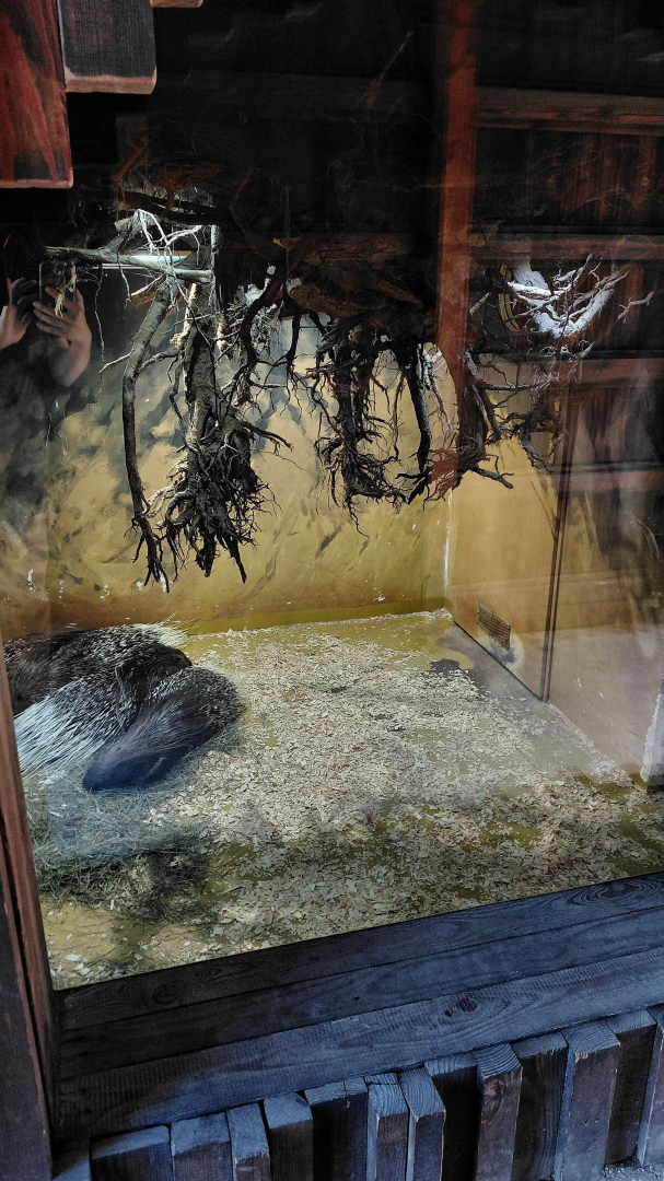 Crested porcupine indoor exhibit