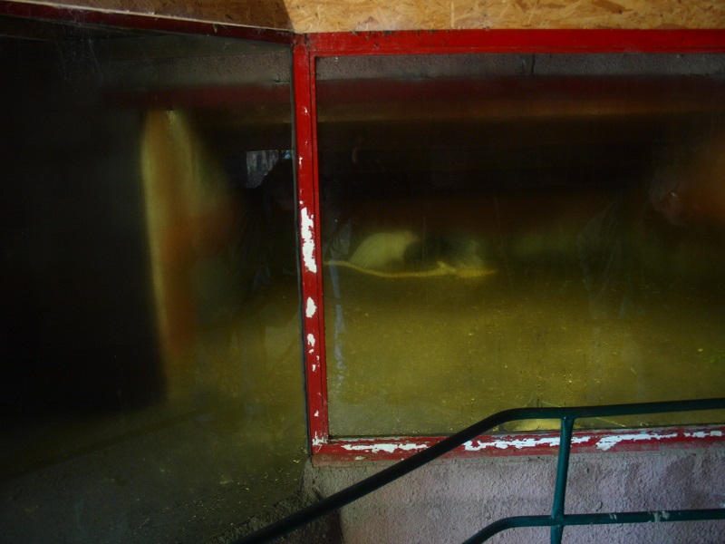 Crested porcupine indoor housing (April 19th, 2015)