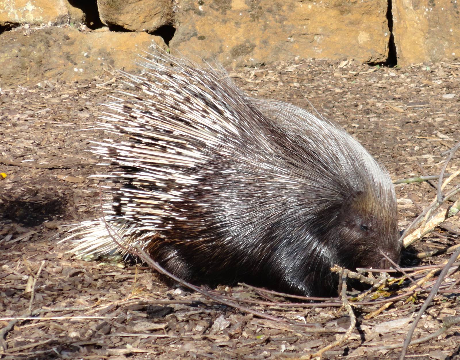 Crested Porcupine - Oct 2011