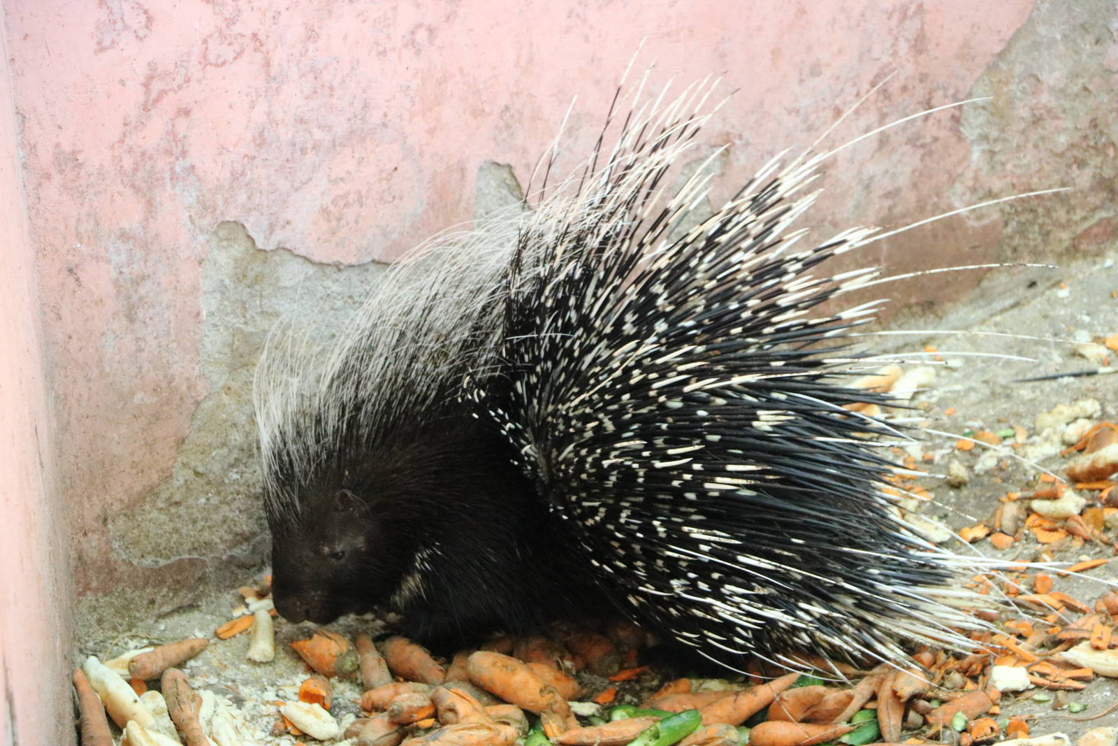 Crested porcupine, October 2015