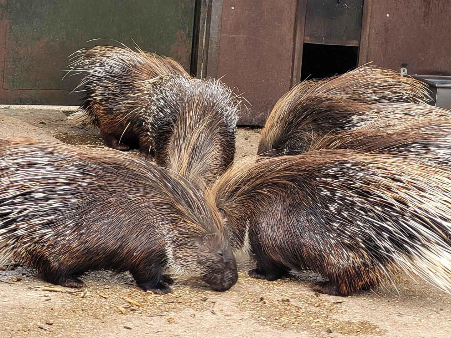Crested porcupine -Parque de la Naturaleza de Cabárceno (2022)