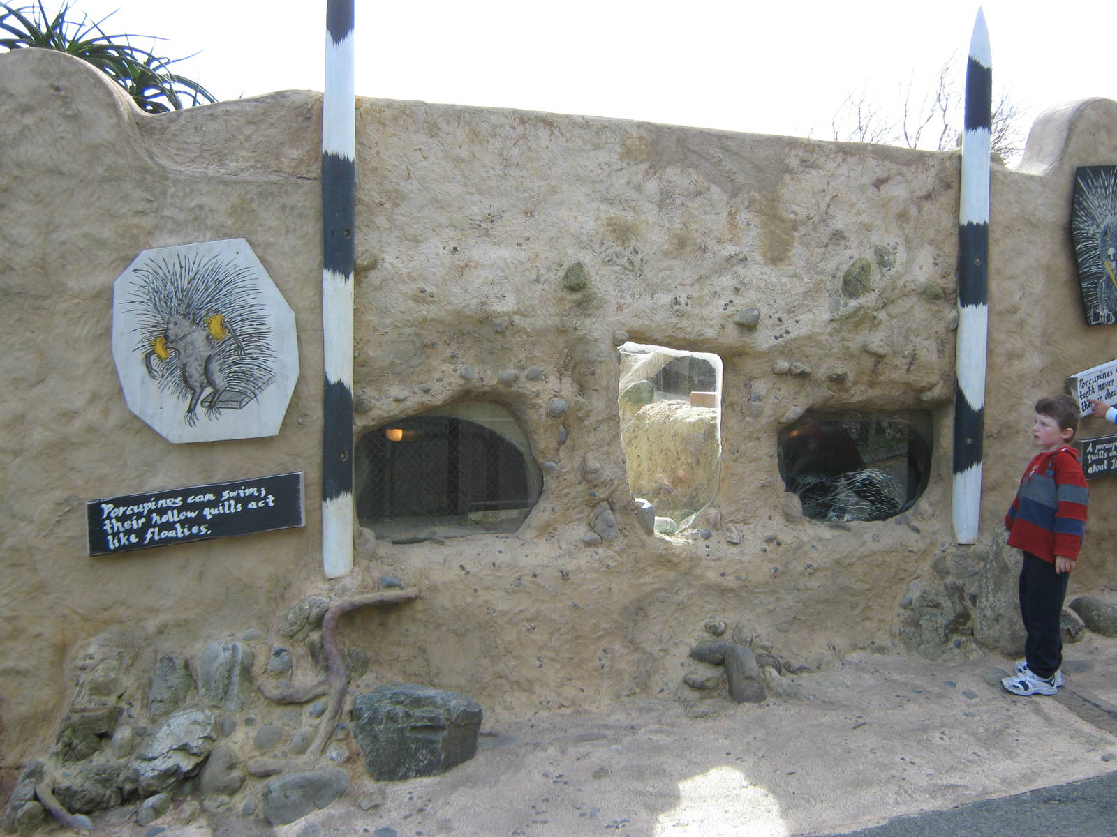 crested porcupine sleeping dens